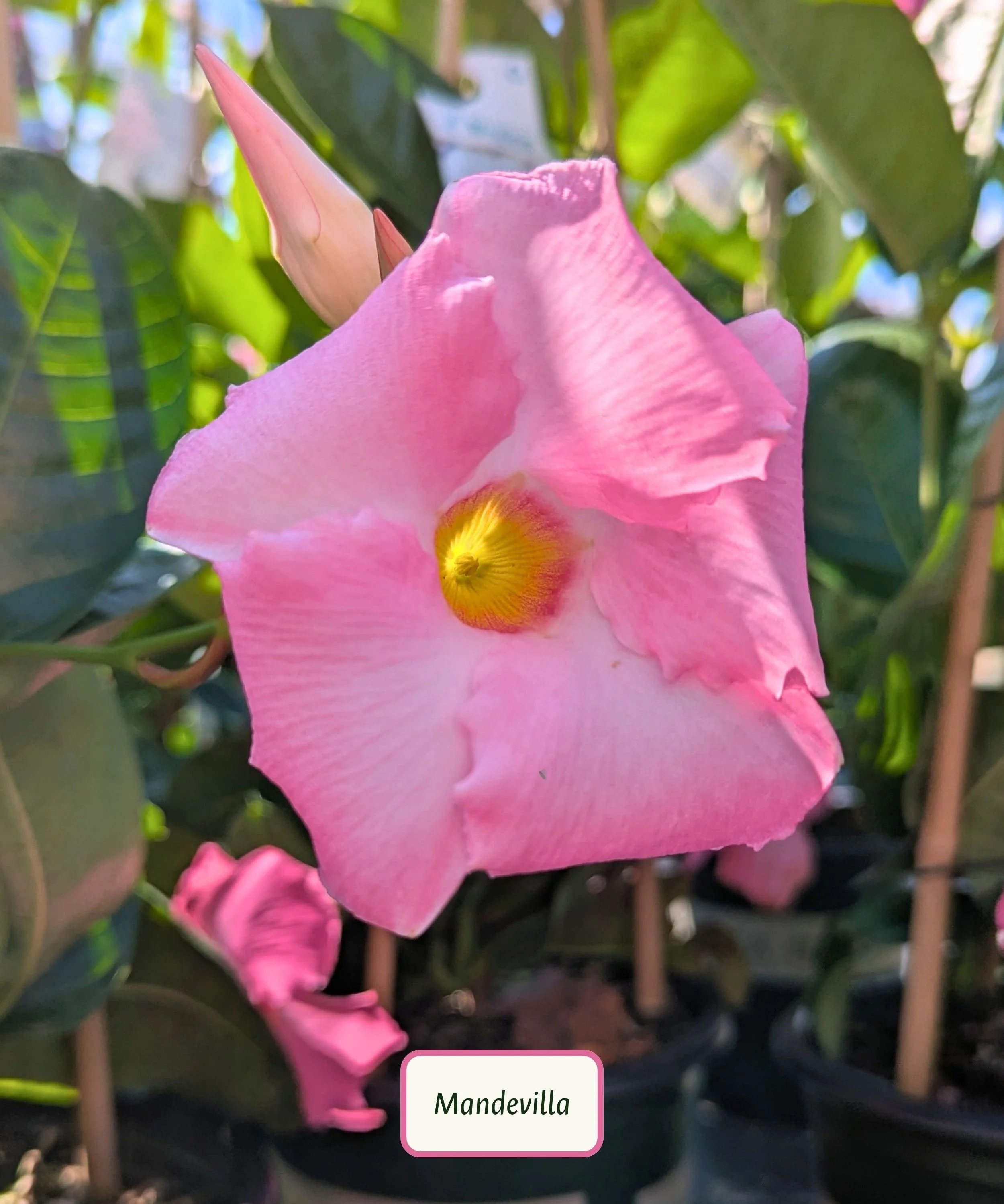 Sun Parasol Giant Pink Mandevilla.jpg
