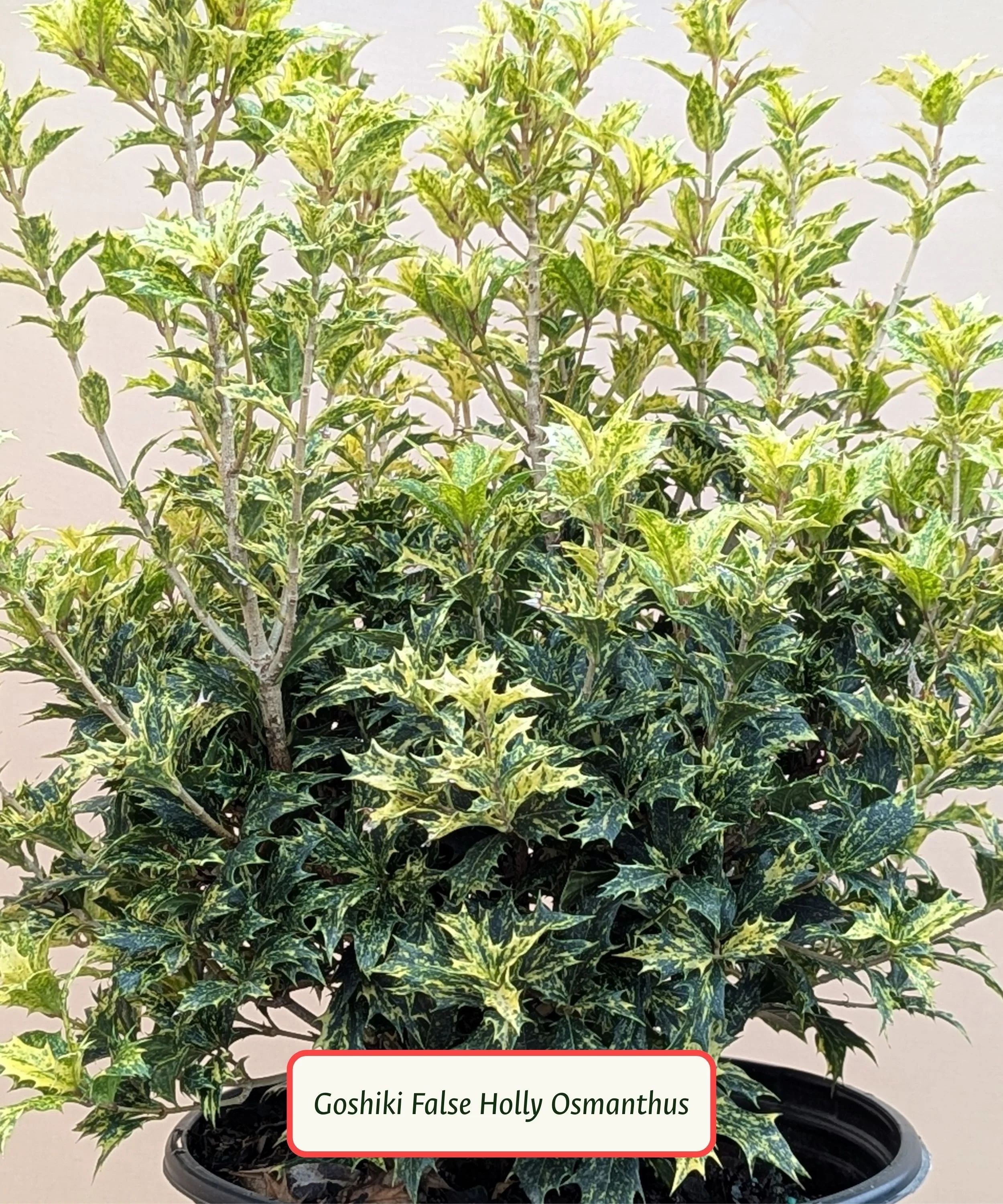 Goshiki False Holly Osmanthus.jpg