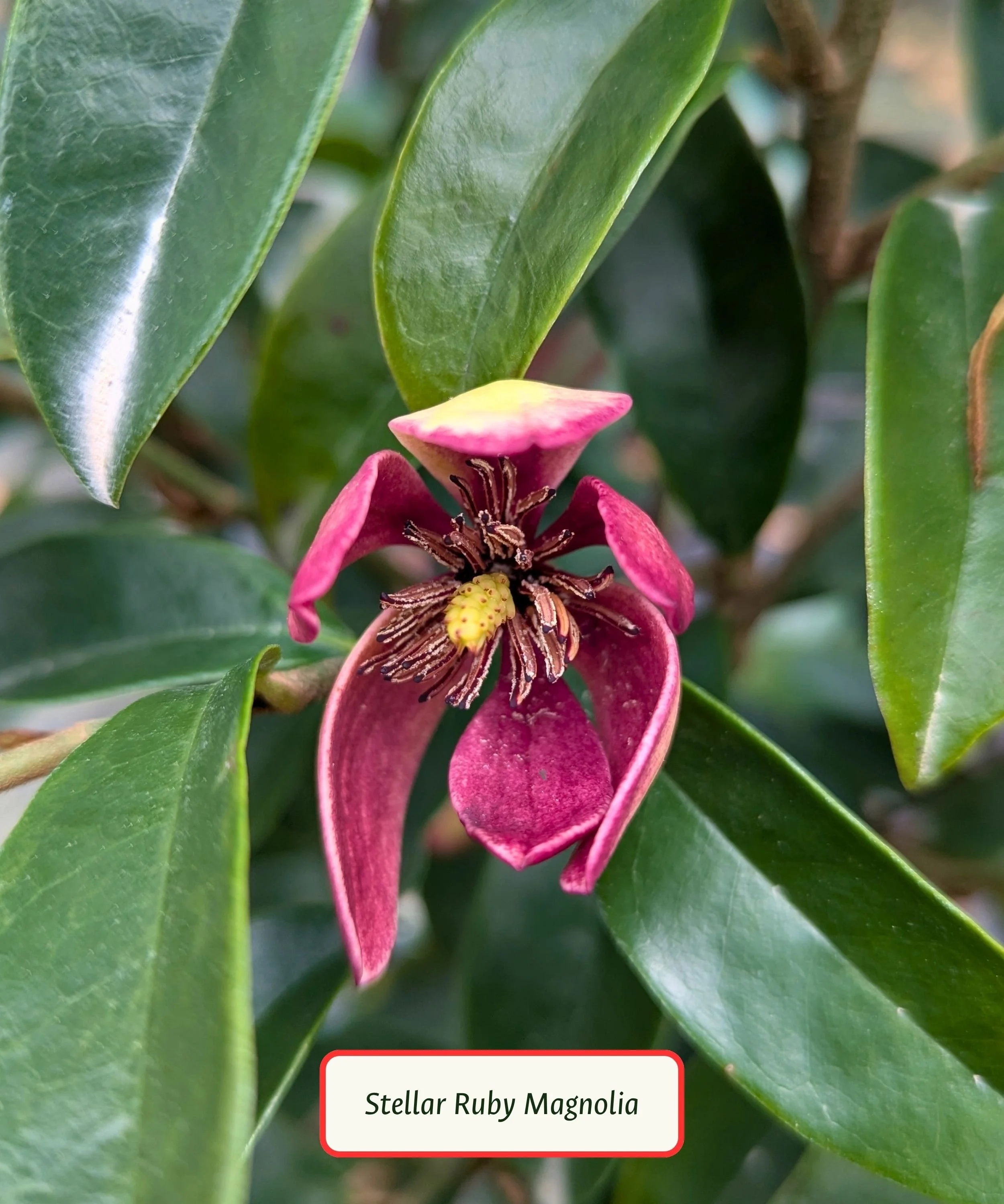 Stellar Ruby Magnolia (1).jpg