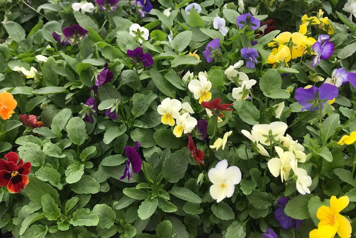 Pansies & Violas 1.jpg
