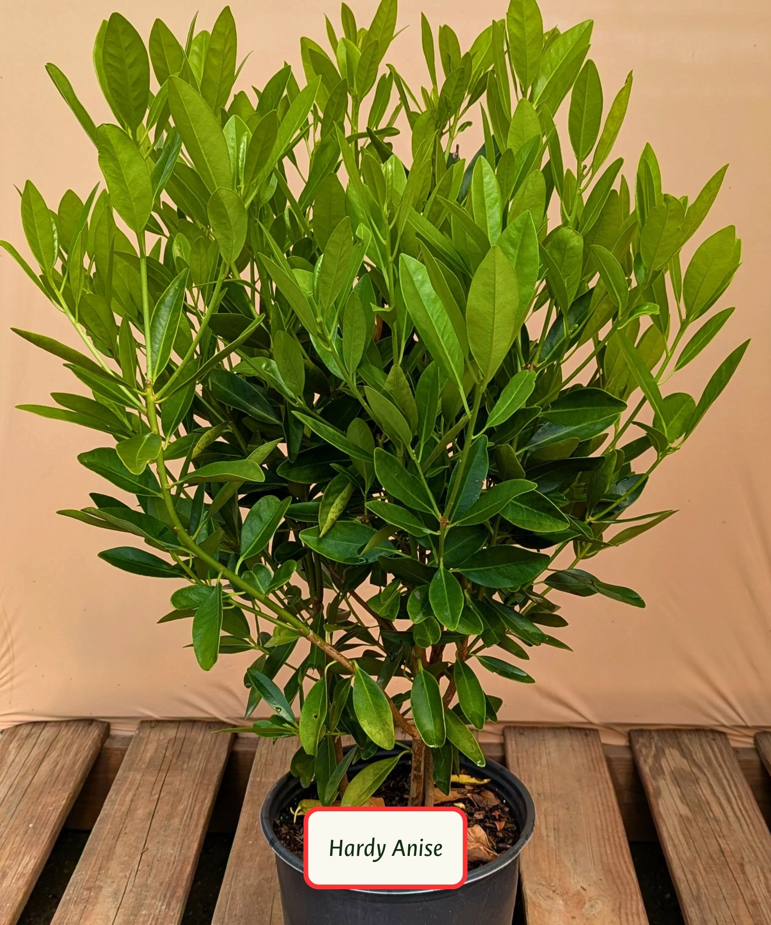 Illicium parviflorum.jpg