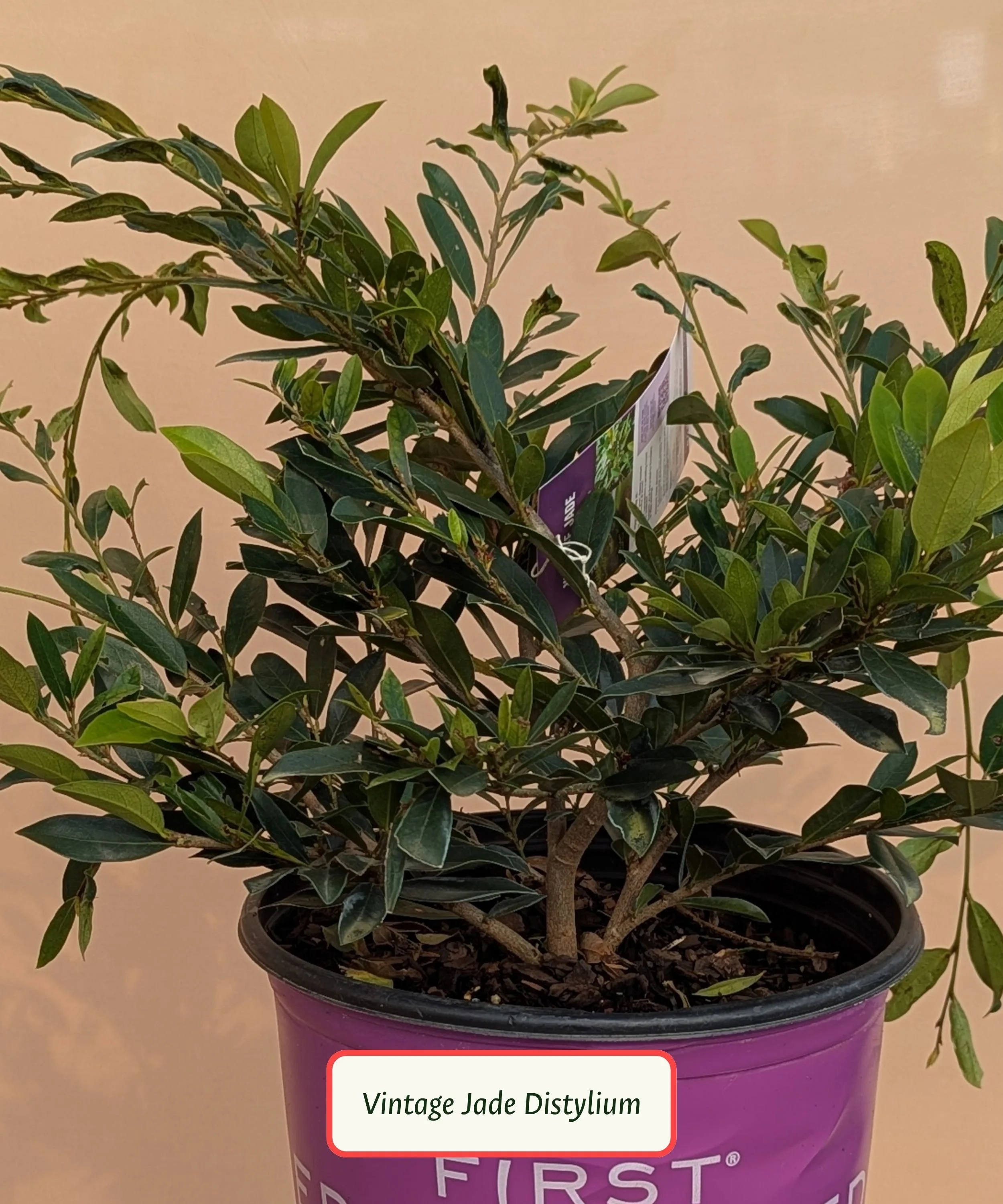 Vintage Jade Distylium.jpg