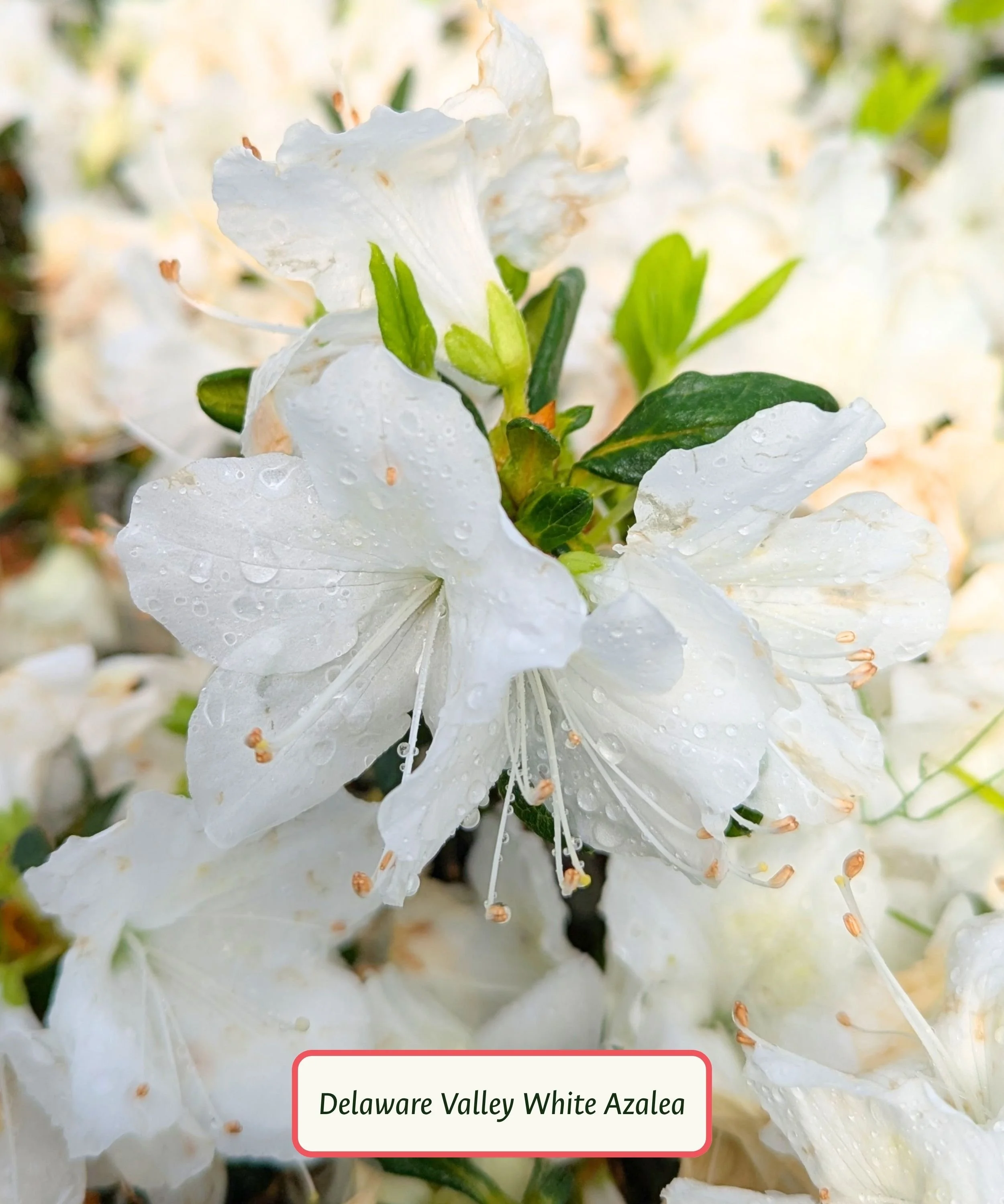 Delaware Valley White Azalea.jpg