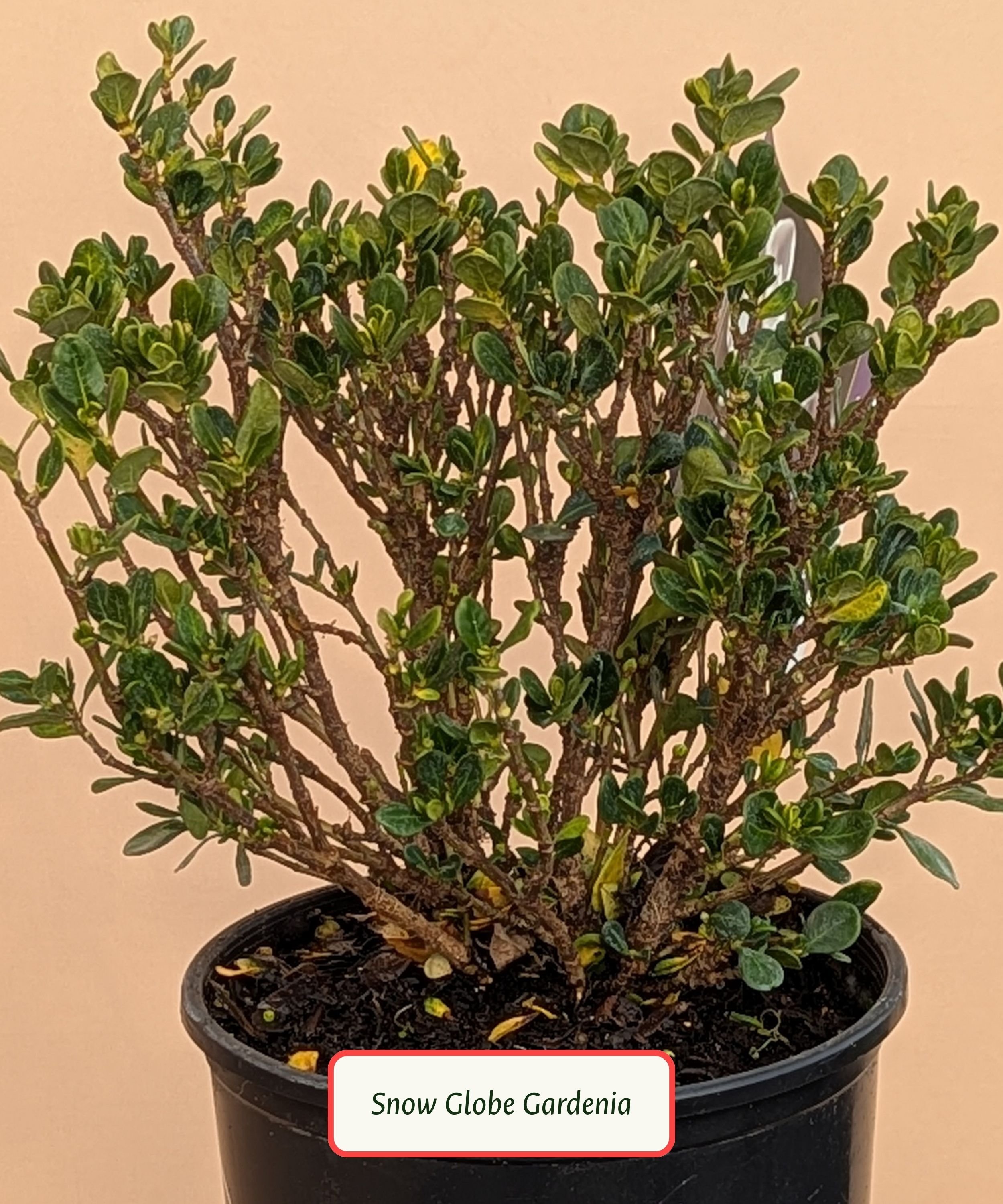 Snow Globe Gardenia.jpg