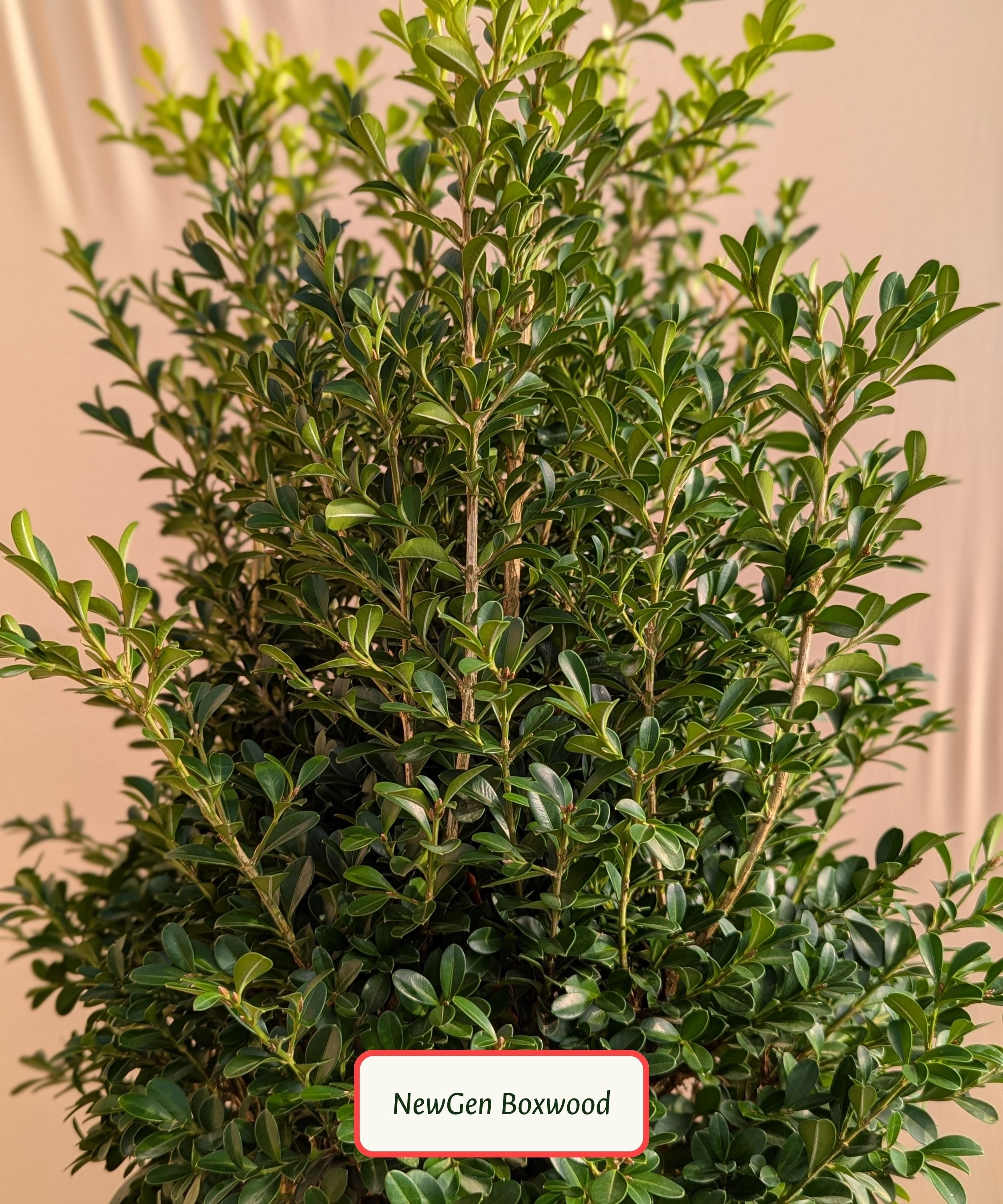 NewGen Boxwood.jpg