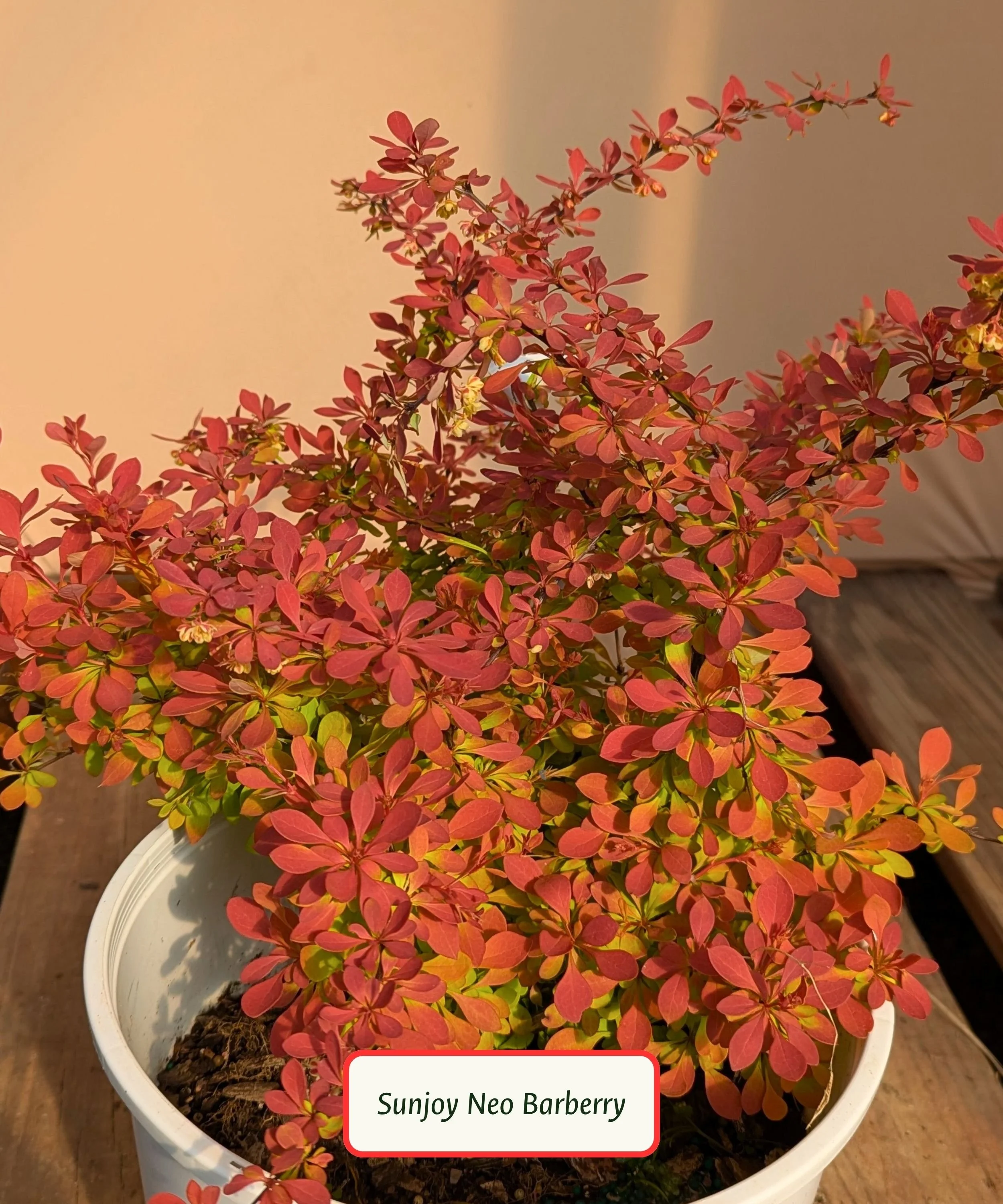 Barberry
