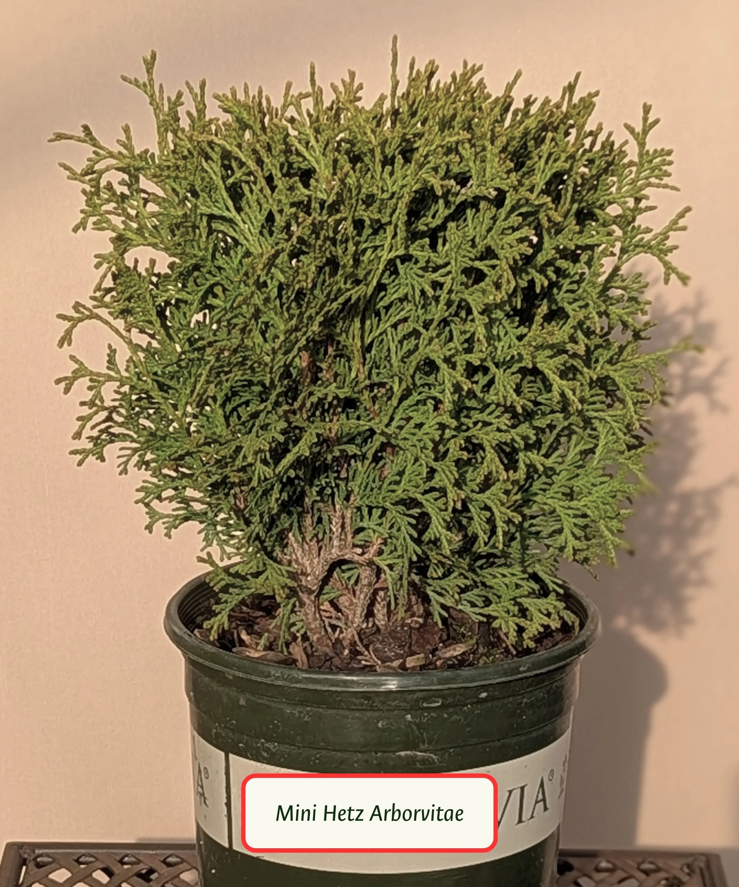 Copy of Plant Library Template (14).jpg