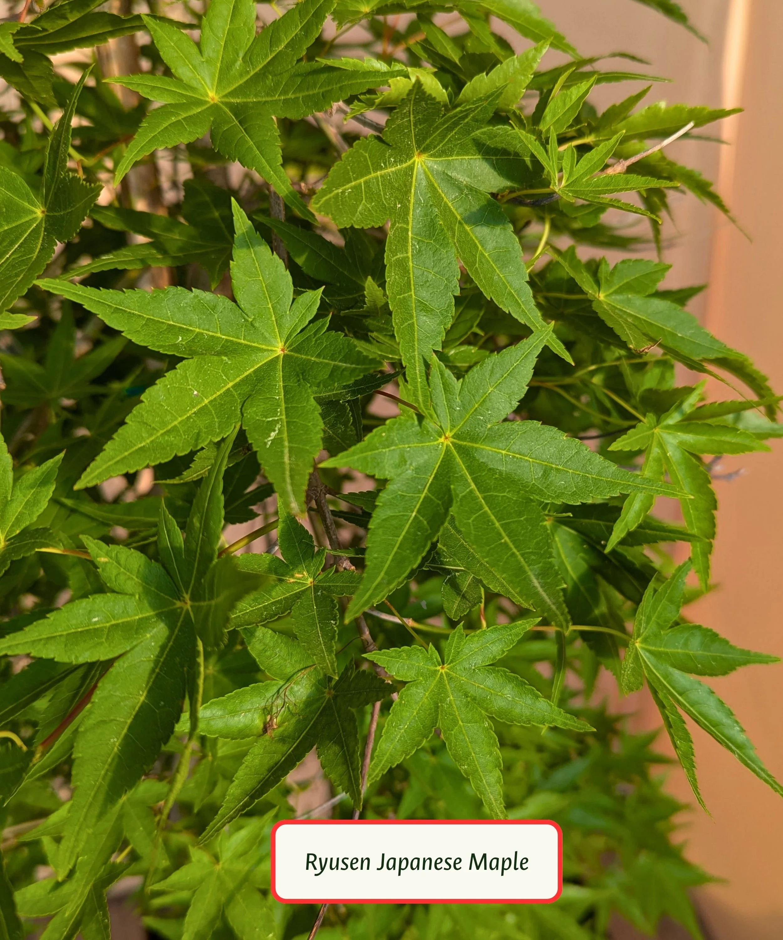 Ryusen Japanese Maple Leaf.jpg