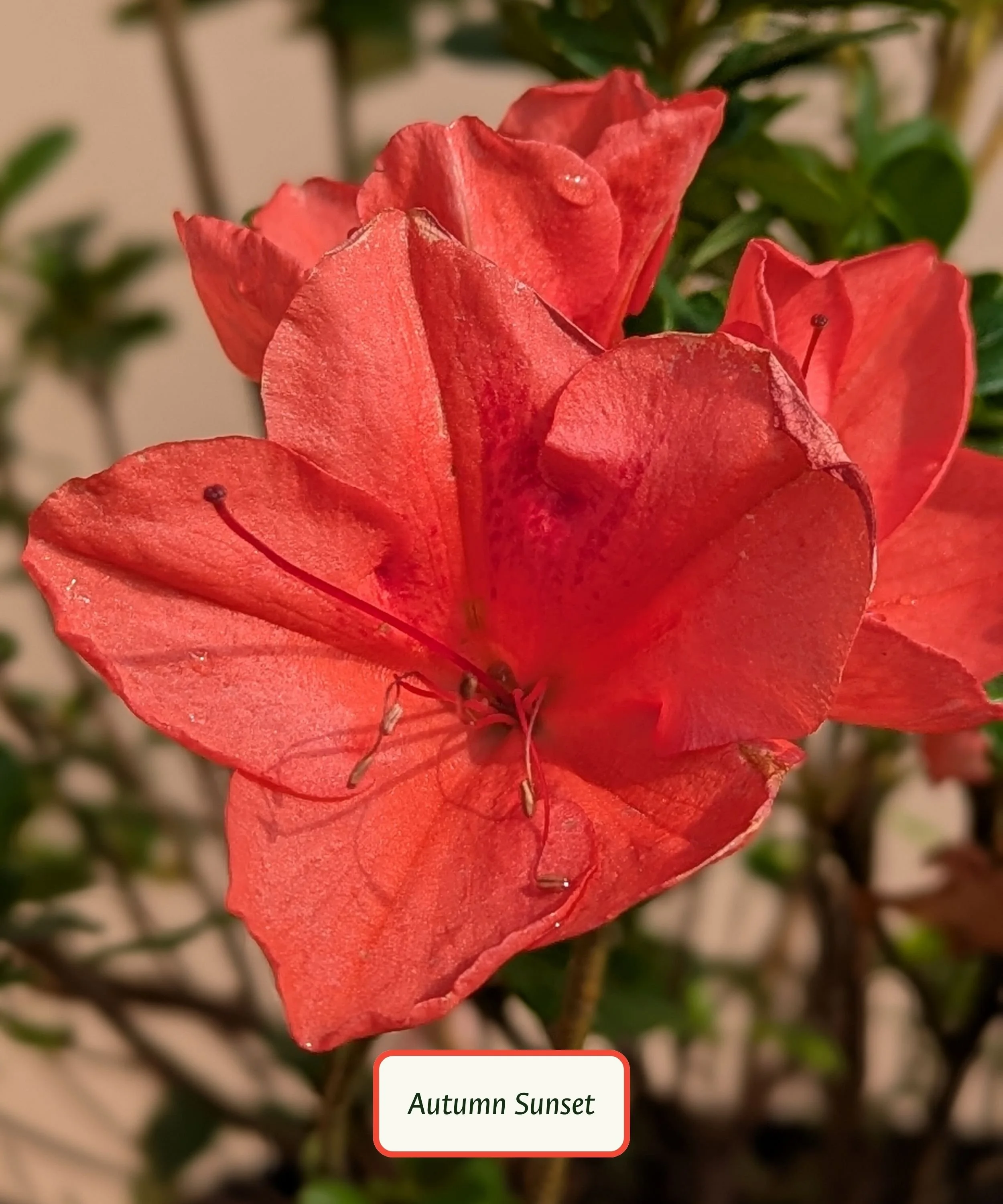 Autumn Sunset Azalea.jpg