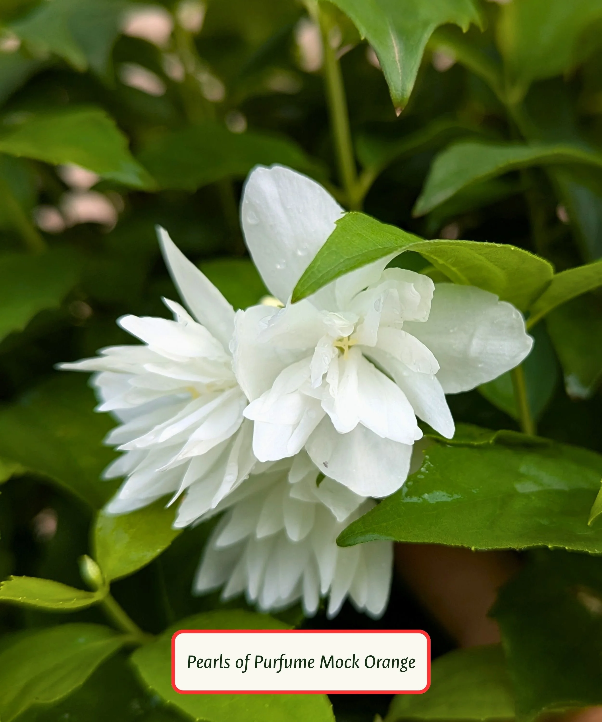 Pearls of Purfume Mock Orange (1).jpg