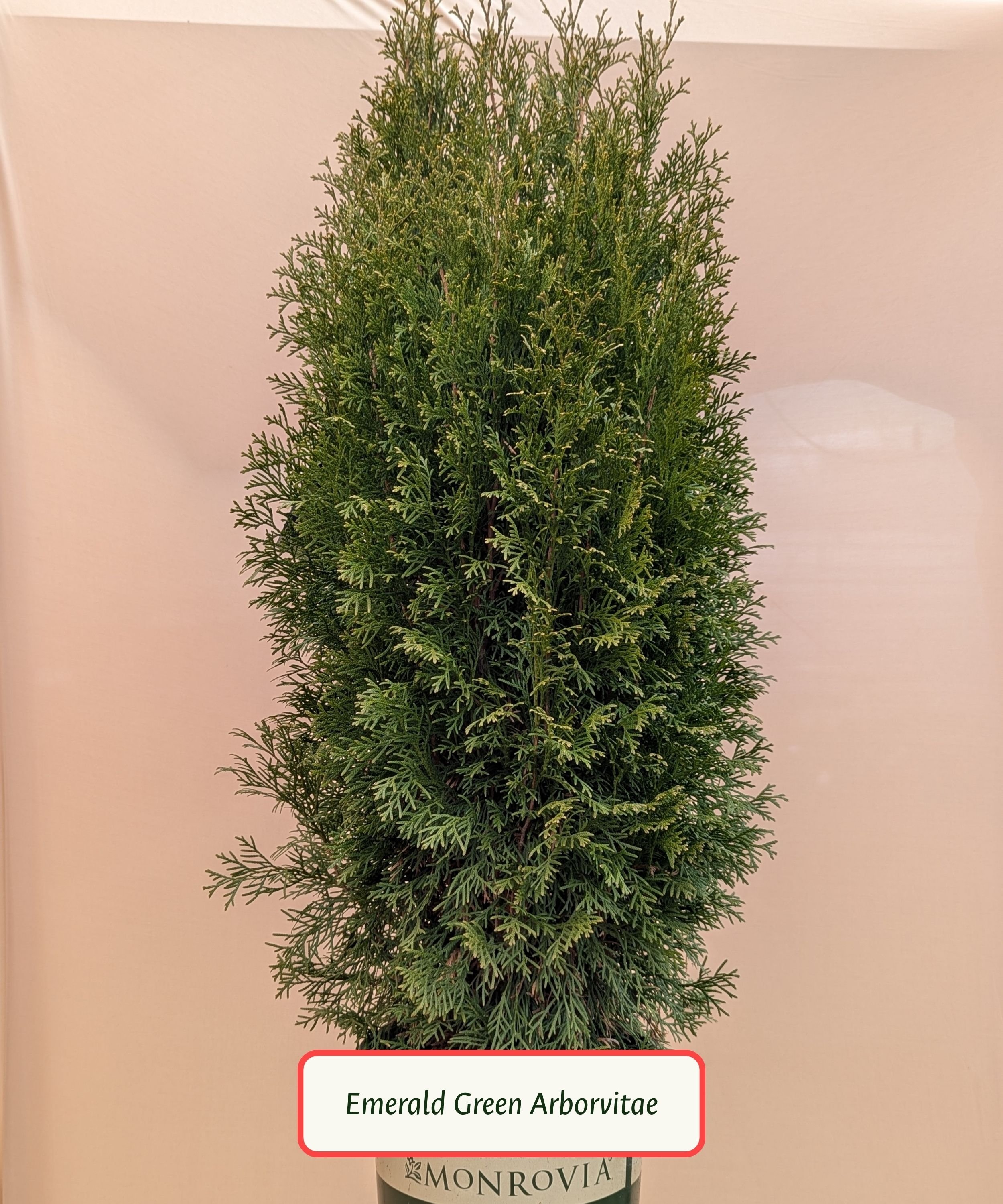Emerald Green Arborvitae.jpg