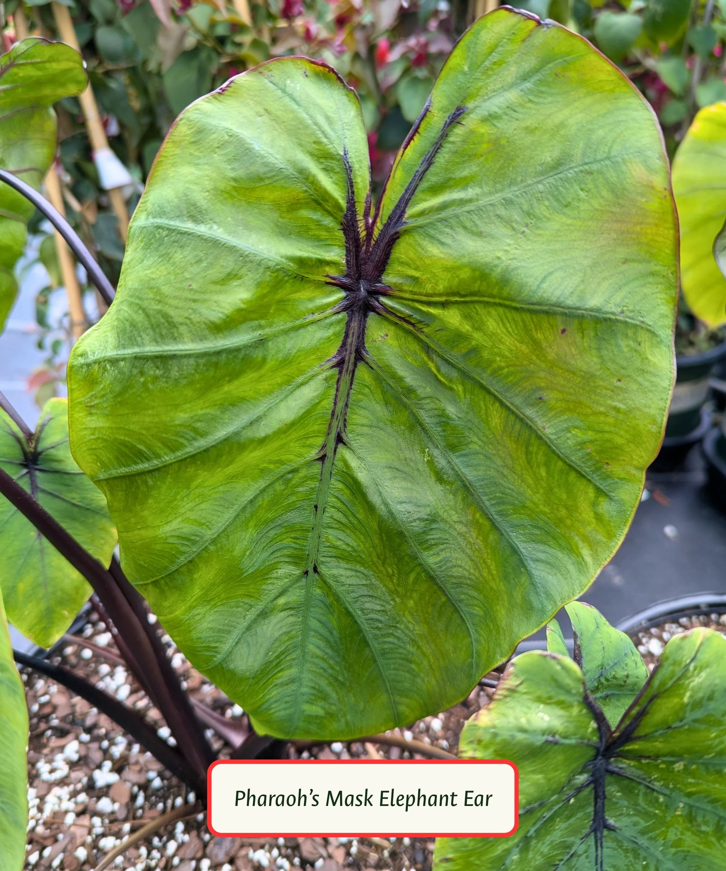 Pharaoh's Mask Elephant Ear.jpg