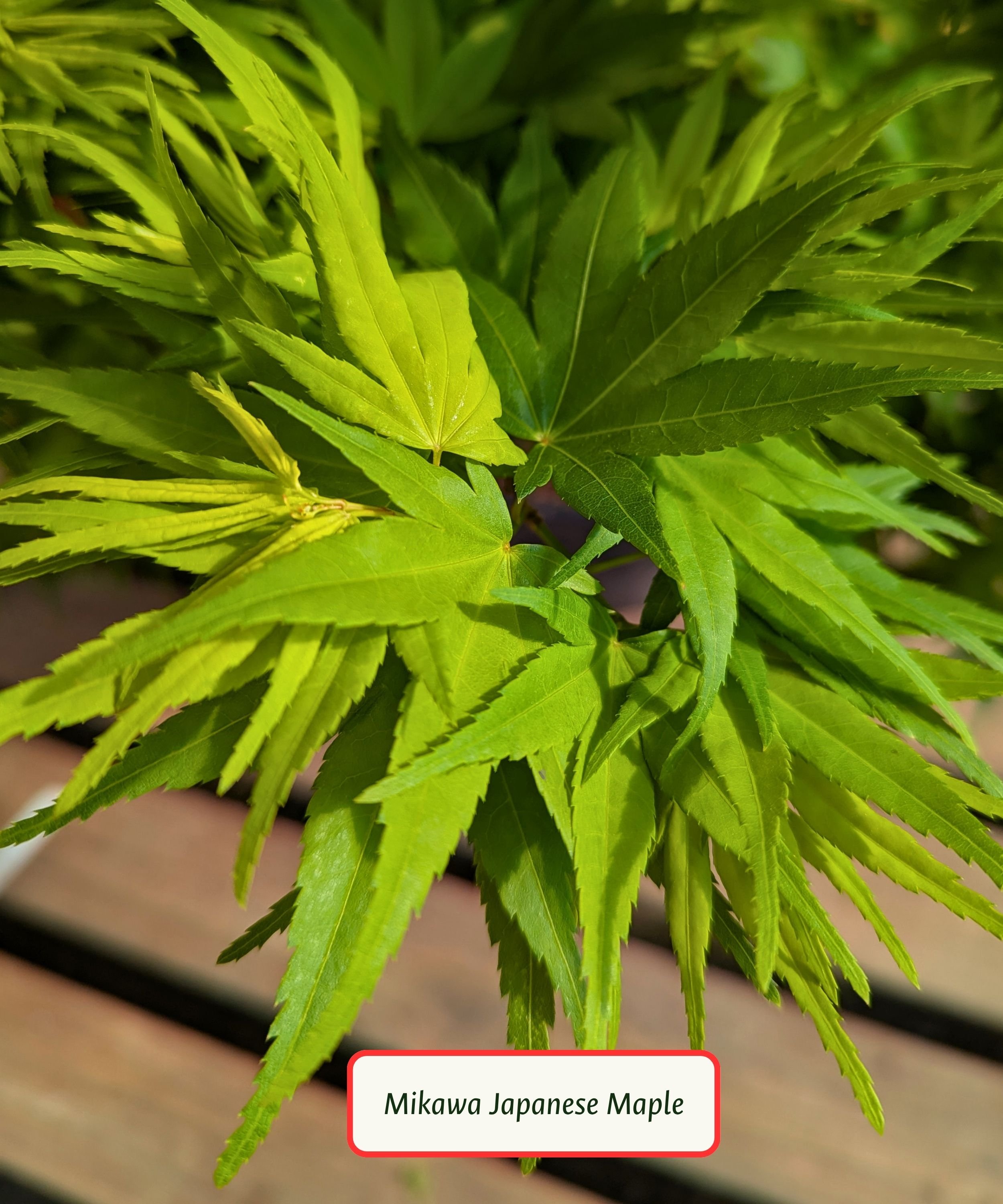Mikawa Japanese Maple Leaf.jpg