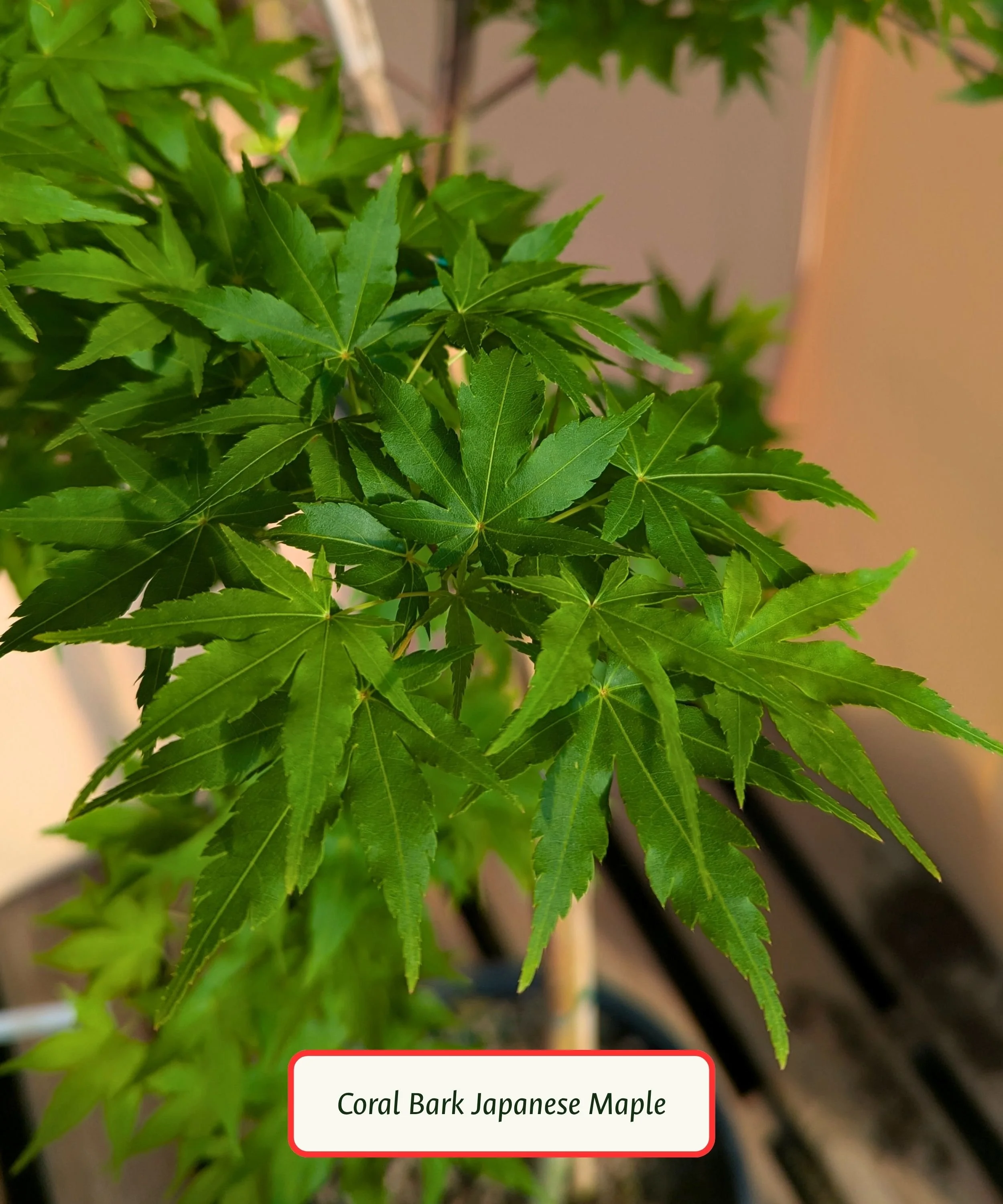 Coral Bark Japanese Maple Leave.jpg
