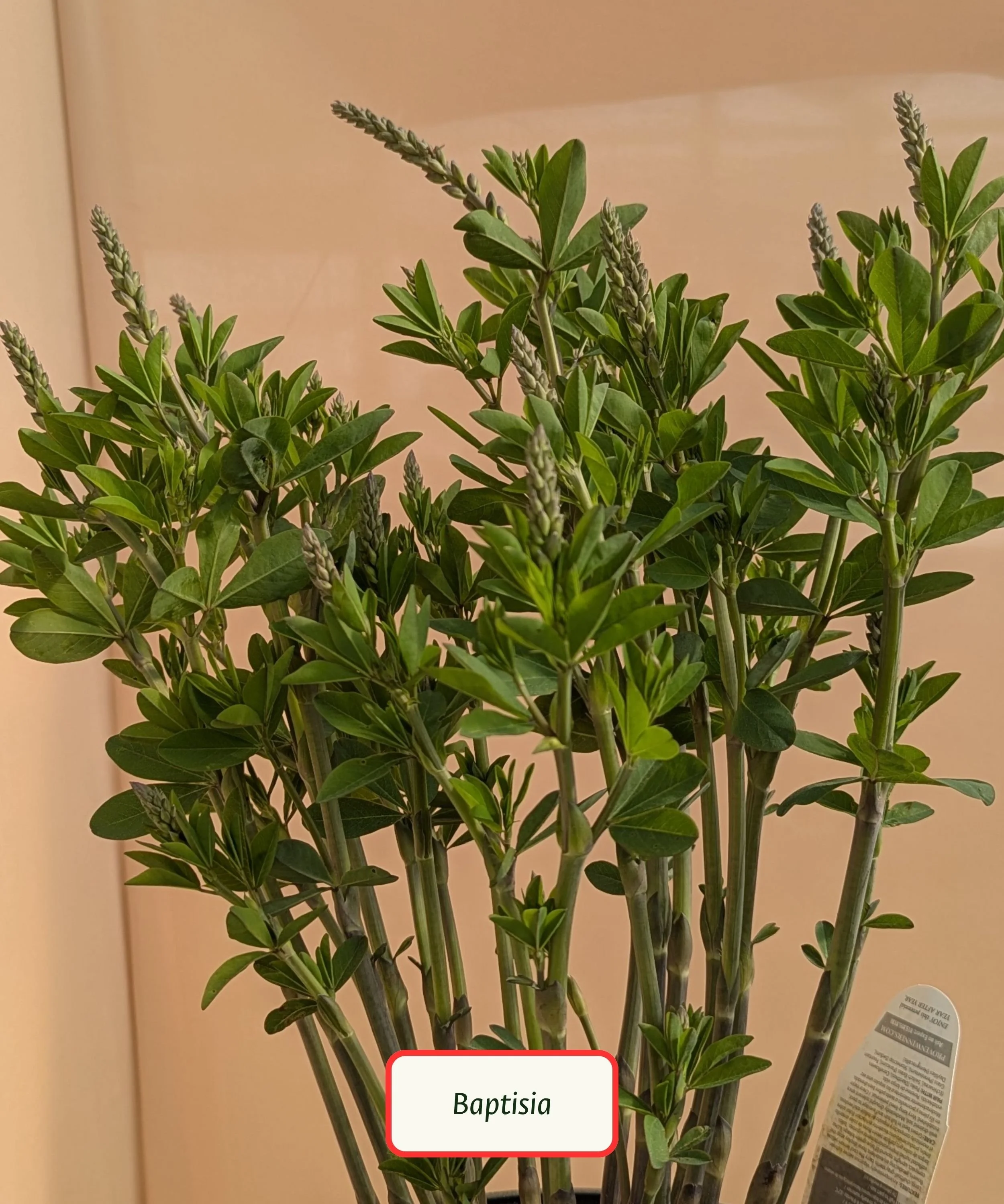 Baptisia.jpg