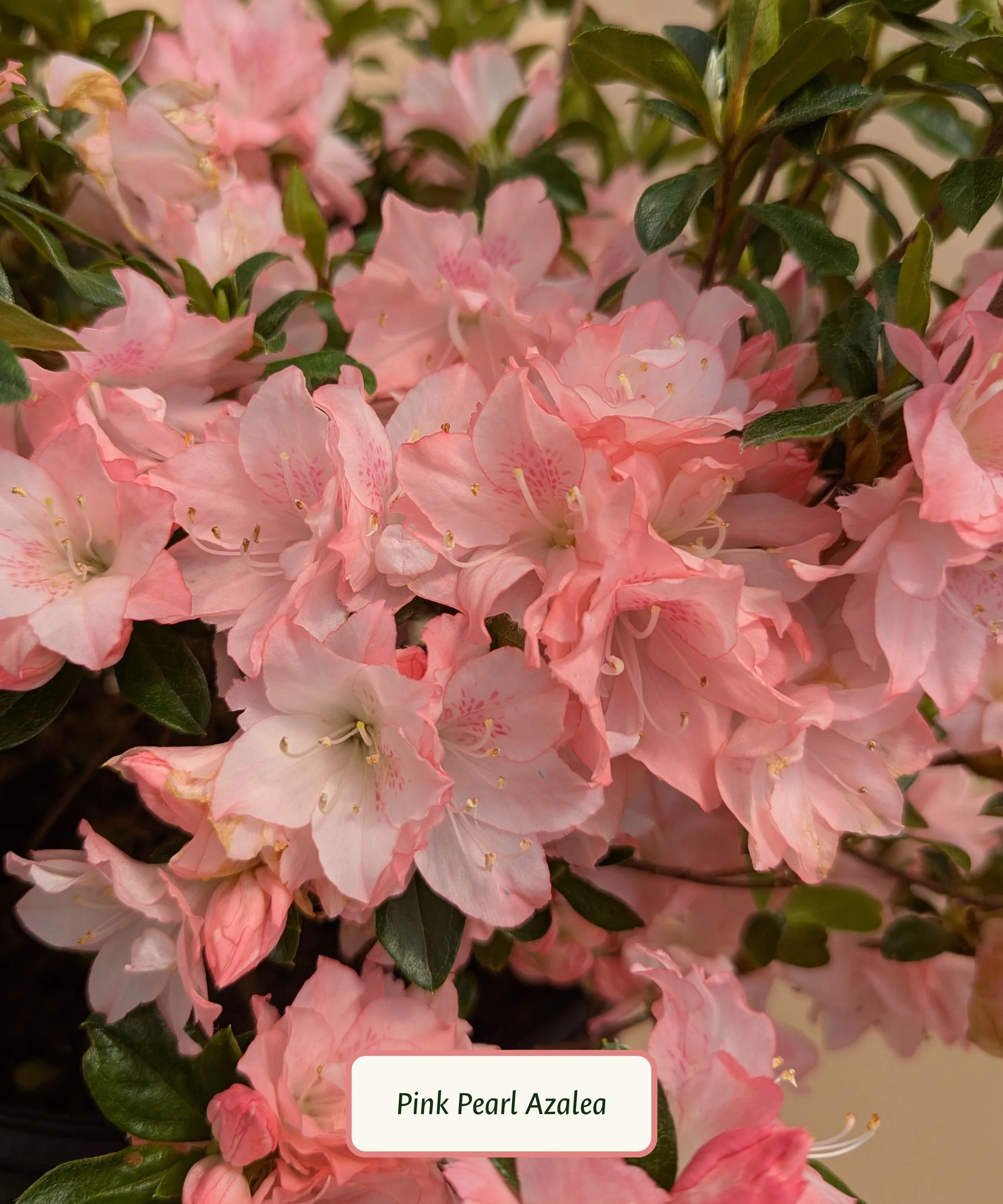 Pink Pearl Azalea.jpg