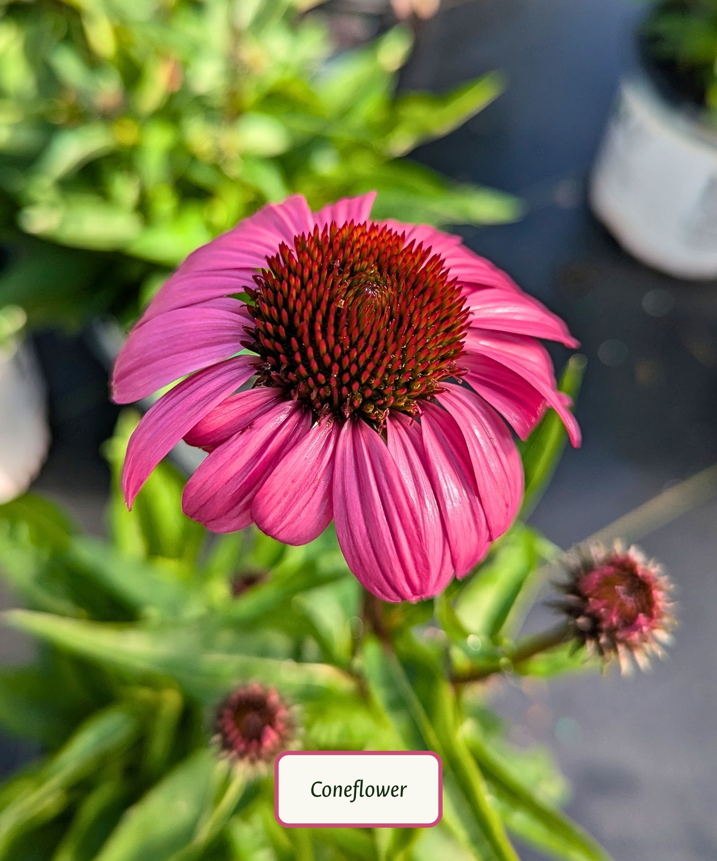 Coneflower