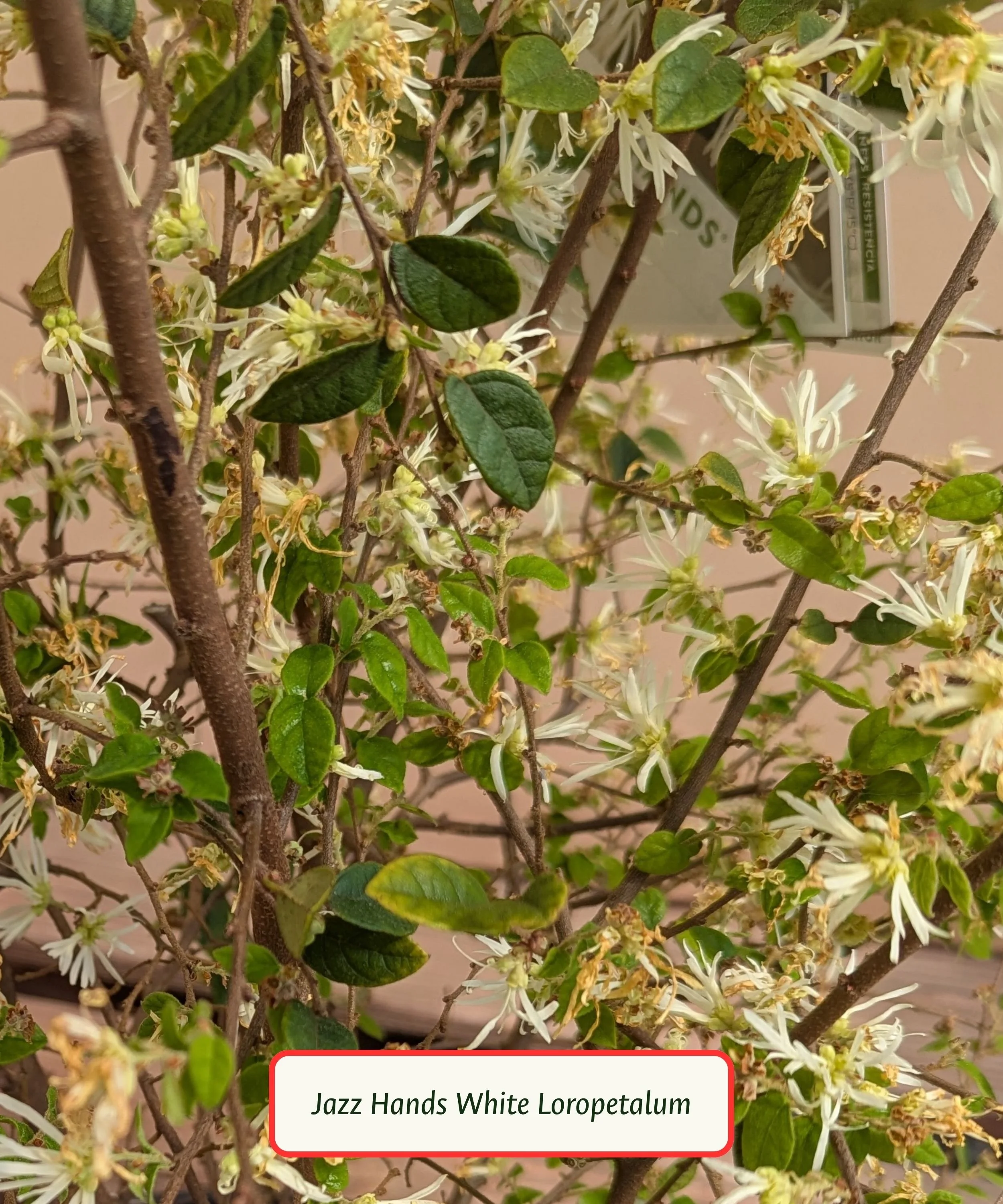 Jazz Hands White Loropetalum.jpg