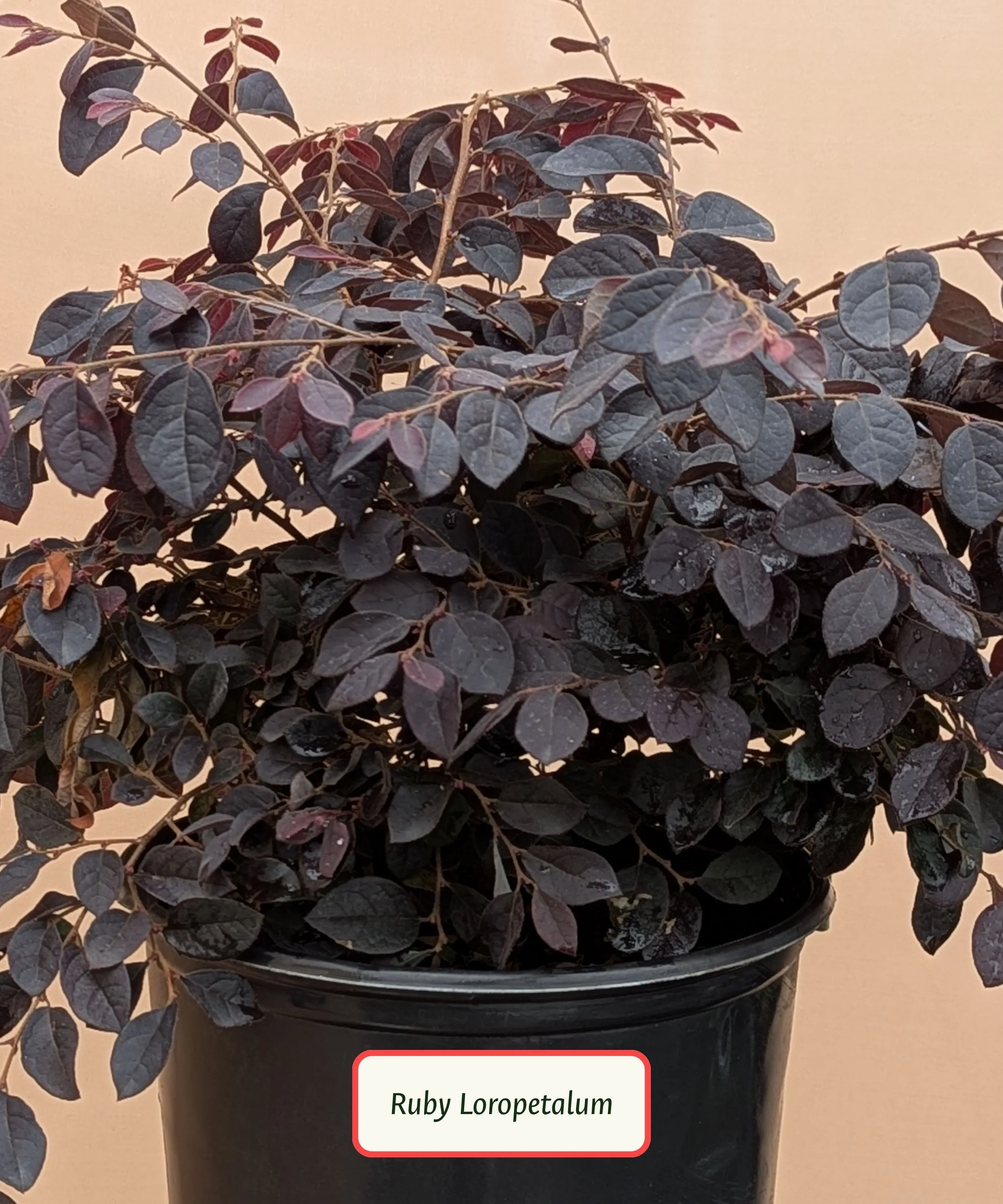 Ruby Loropetalum.jpg