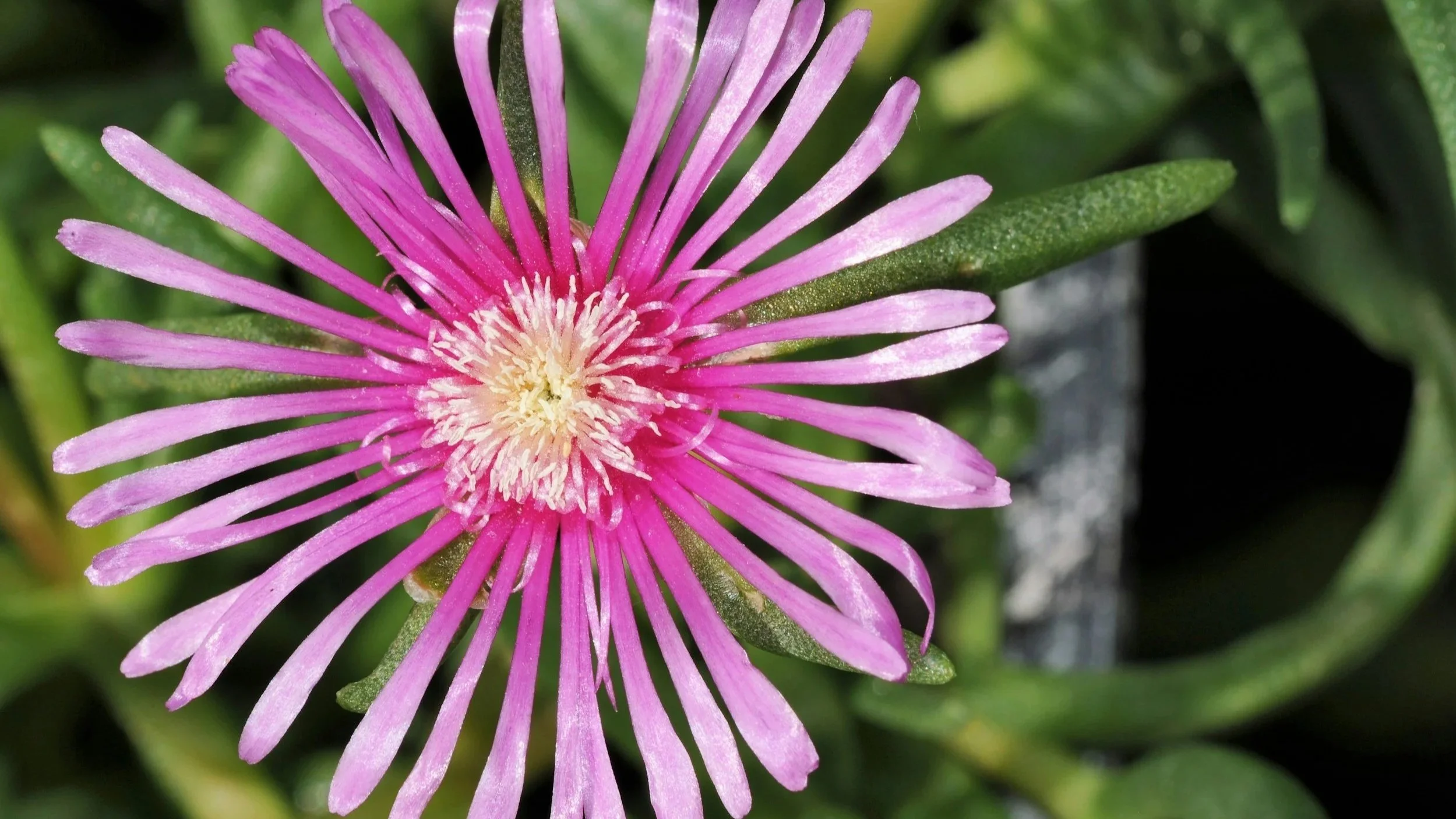 Pink flower from an ice plant in South Carolina