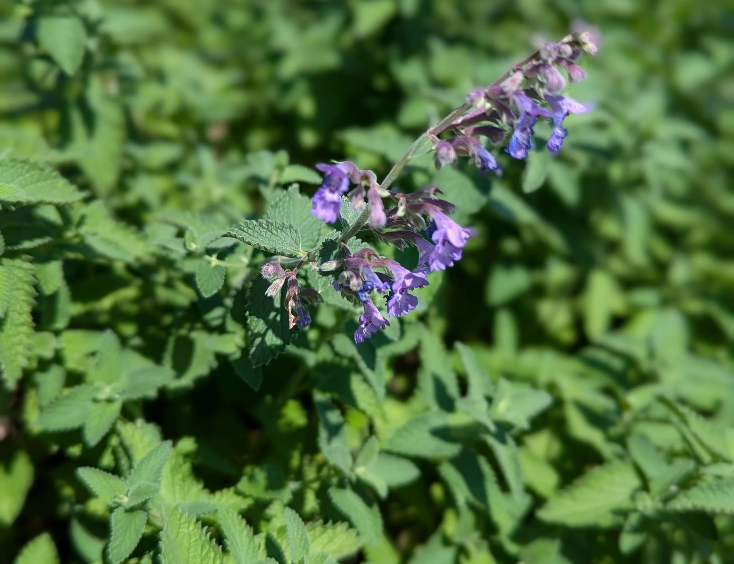 catmint 1.jpg