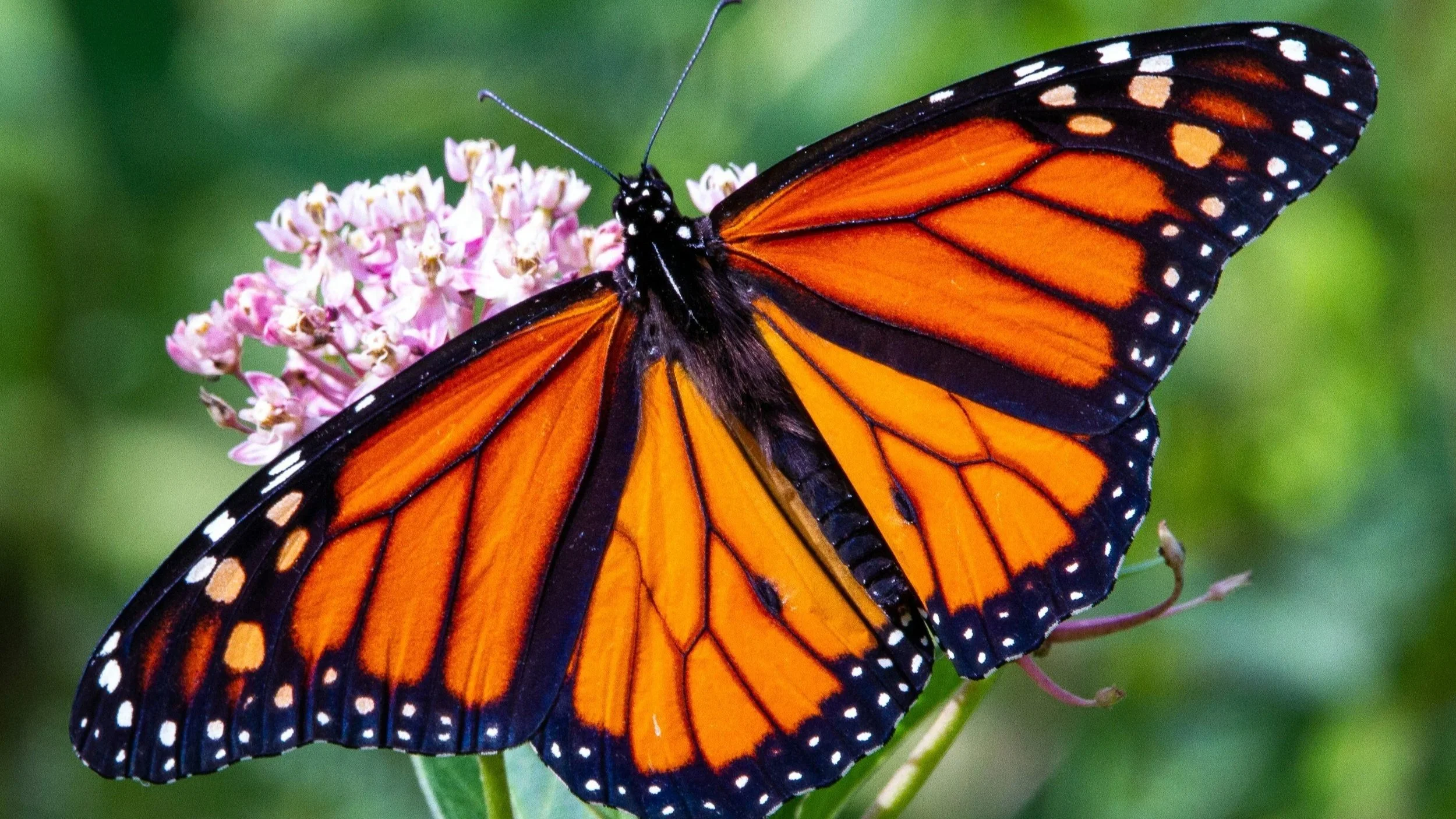 Best Flowers for Attracting Butterflies in South Carolina