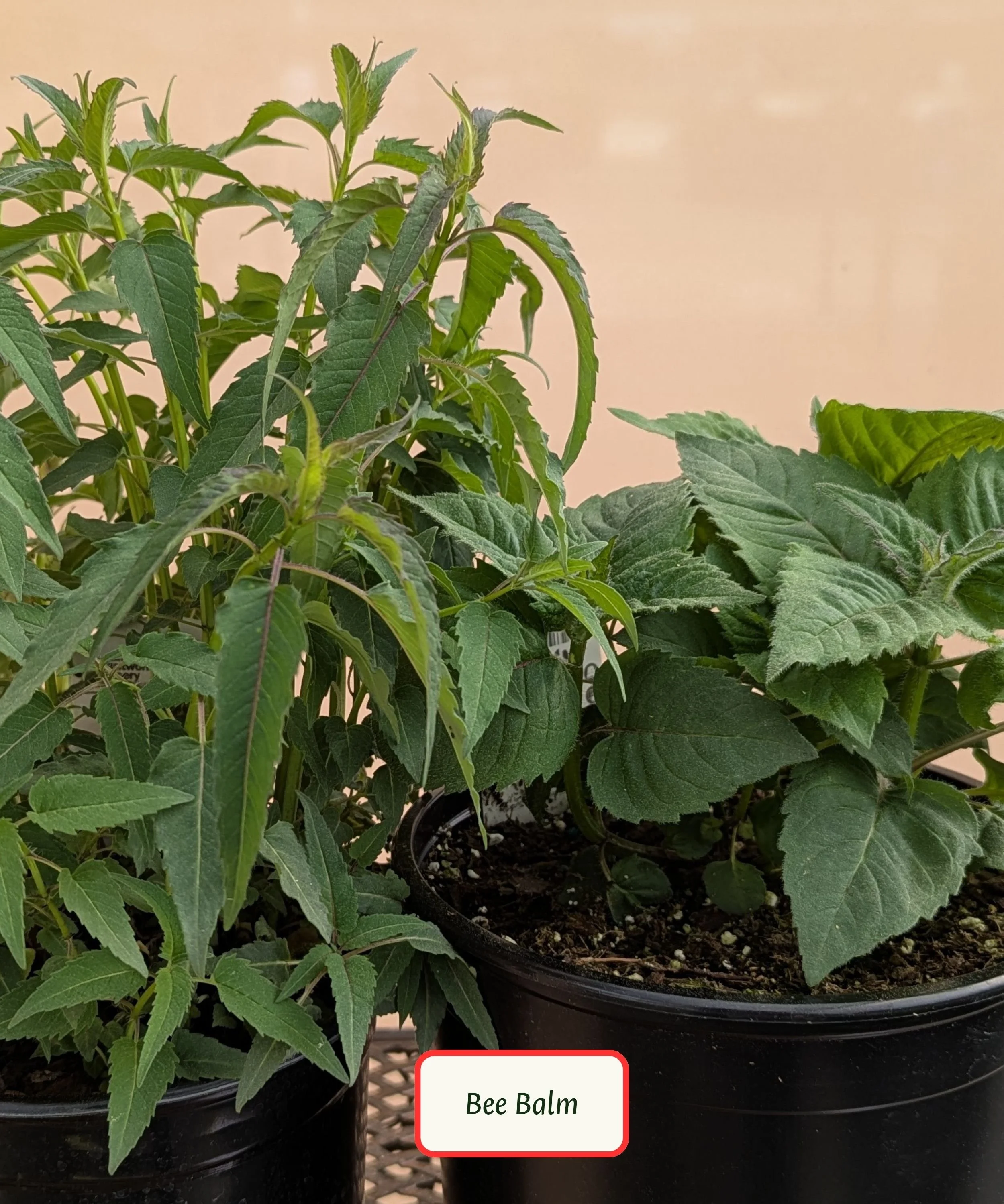 Bee Balm.jpg