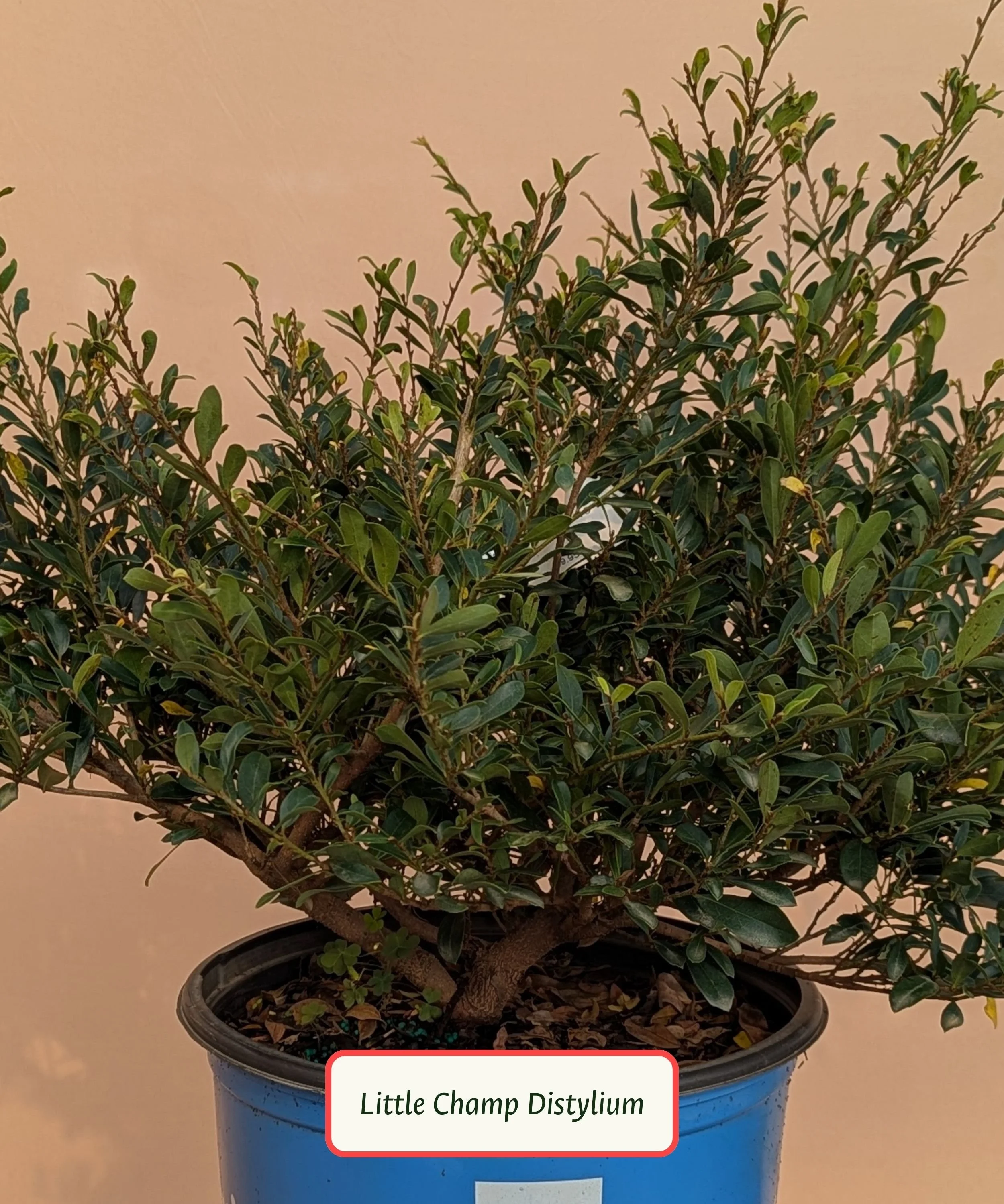 Little Champ Distylium.jpg