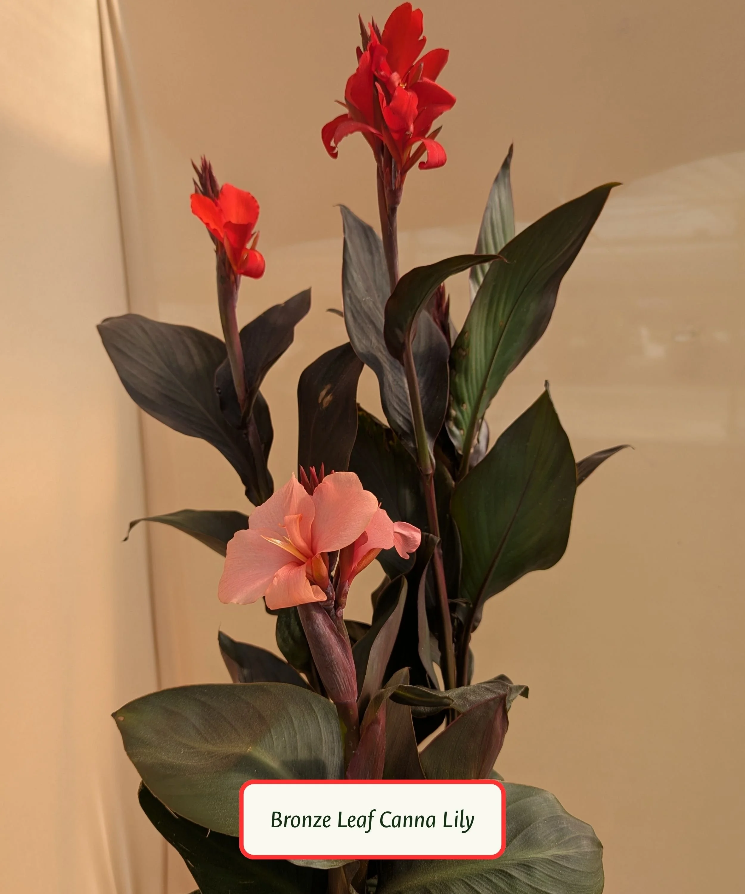 Bronze Leaf Canna Lily.jpg
