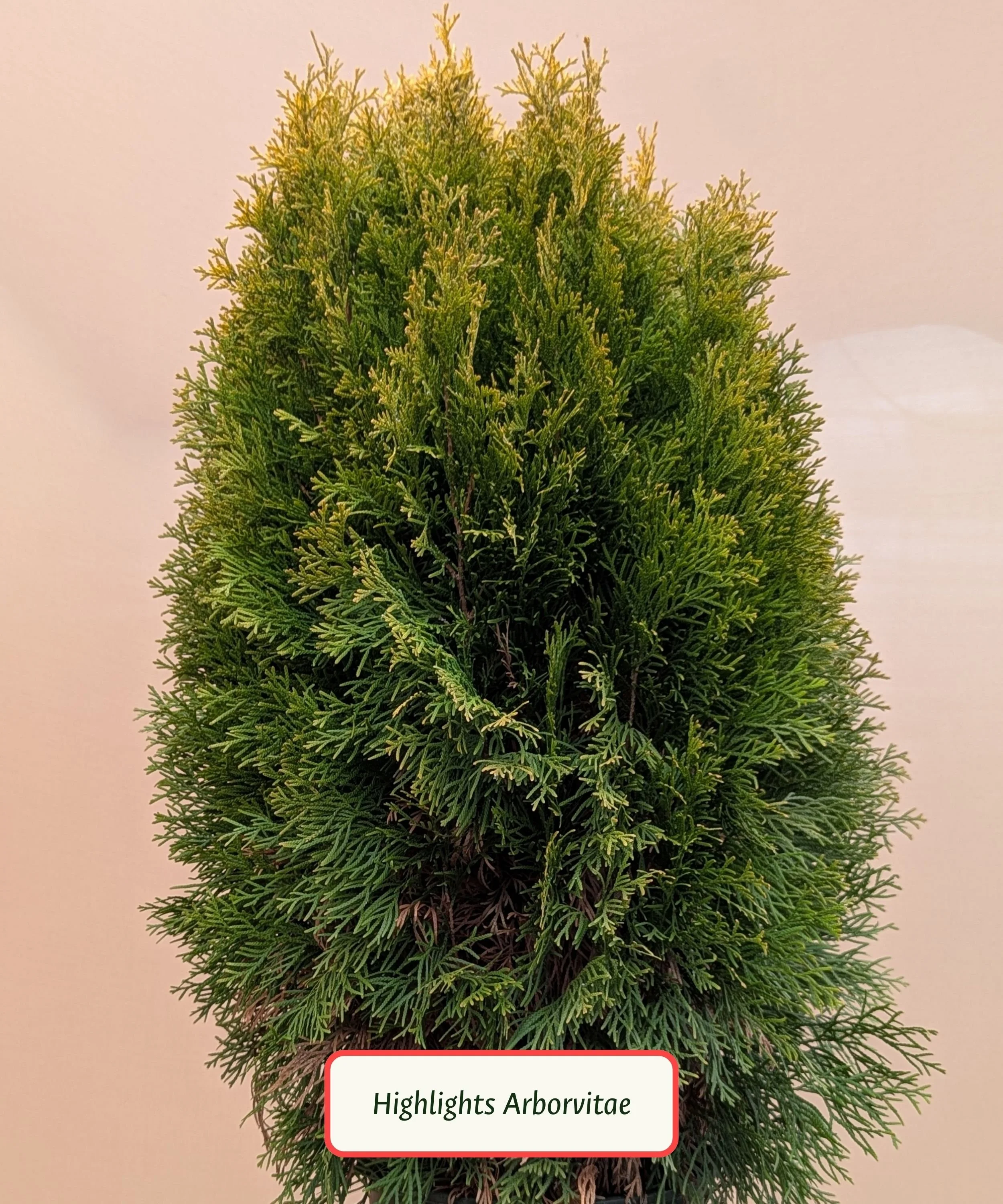 Highlights Arborvitae.jpg