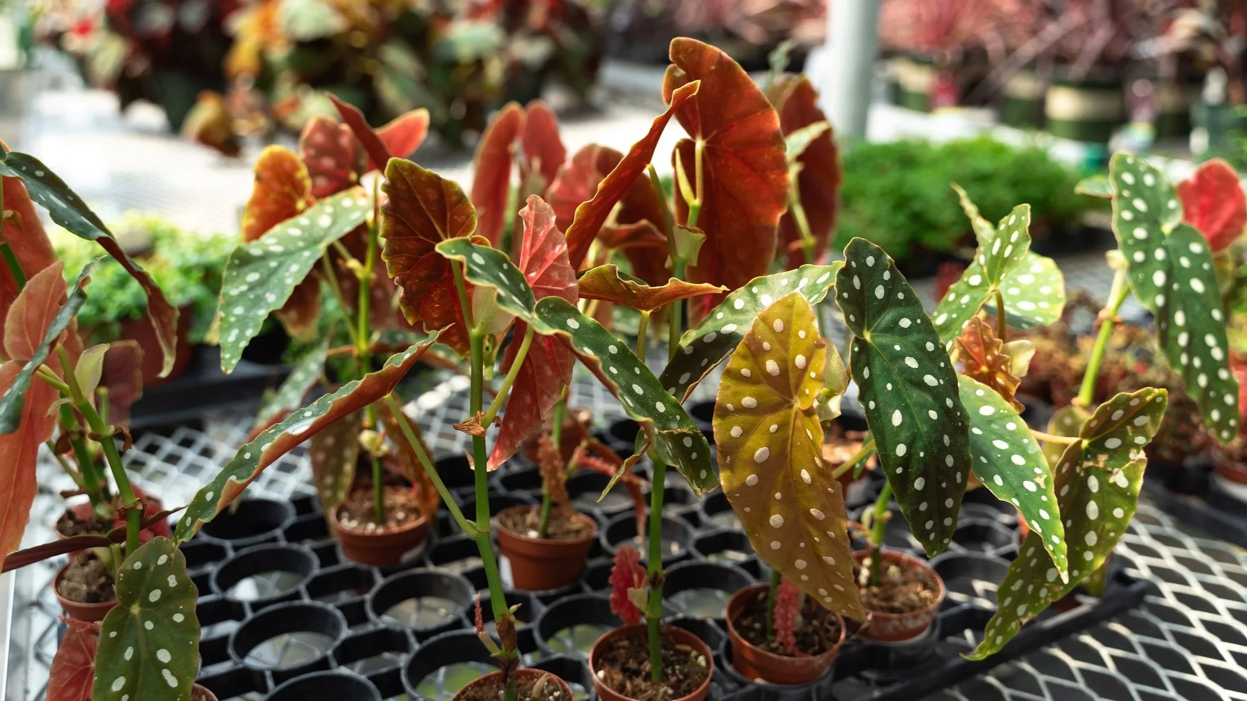 Angel Wing begonias at a nursery in Seneca, South Carolina