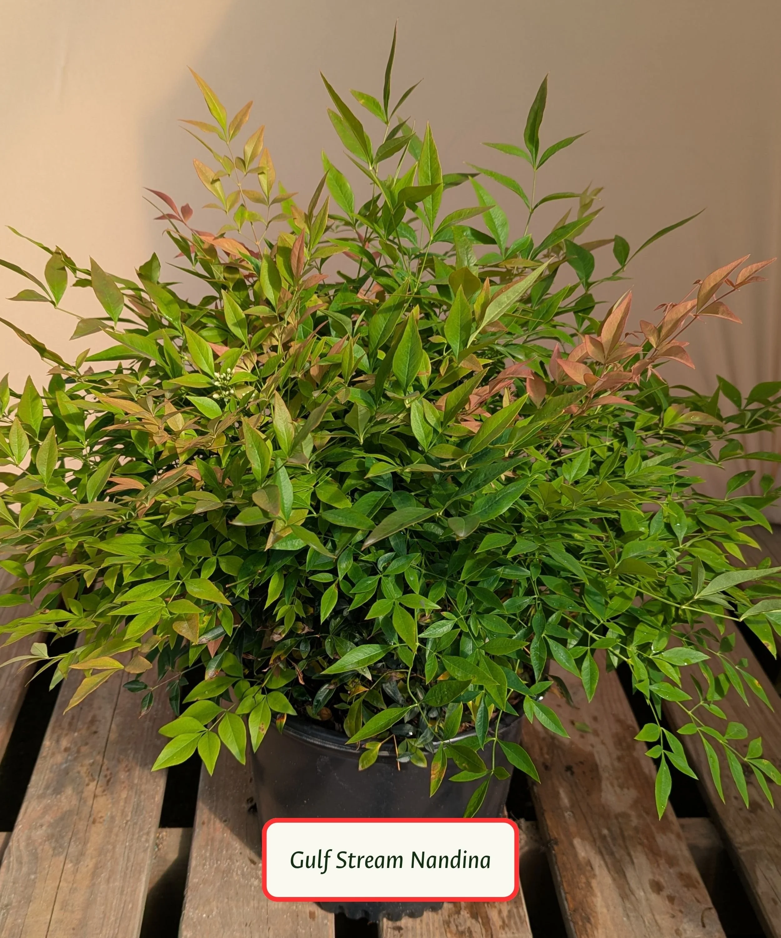 Gulf Stream Nandina.jpg