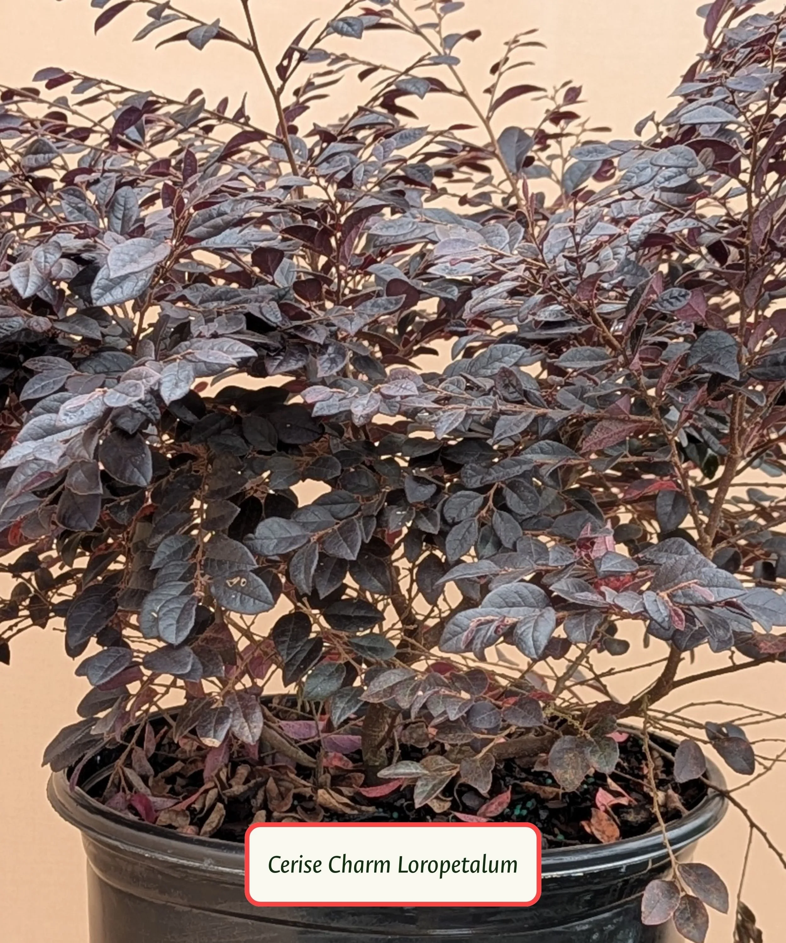 Cerise Charm Loropetalum.jpg