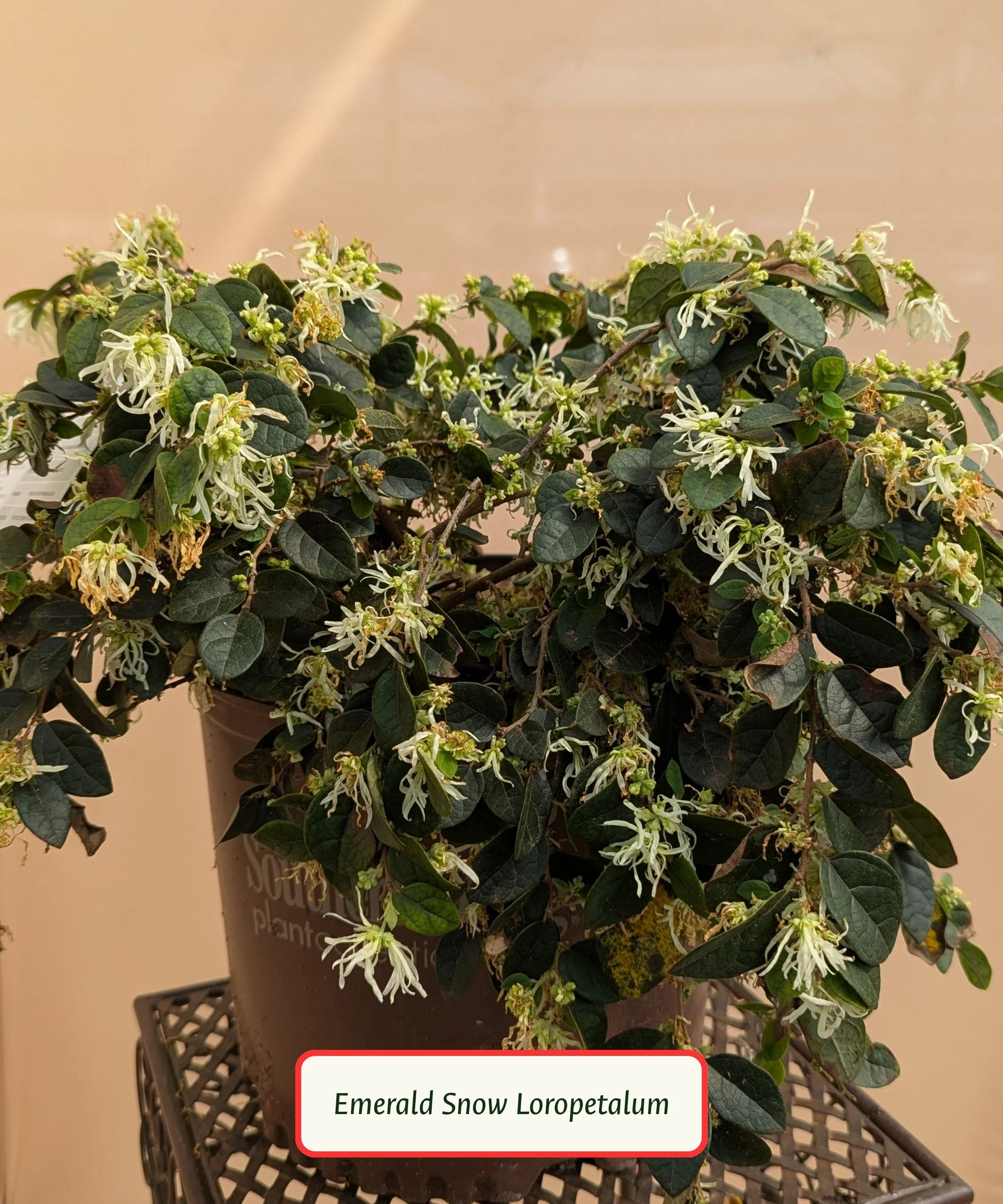 Emerald Snow Loropetalum.jpg