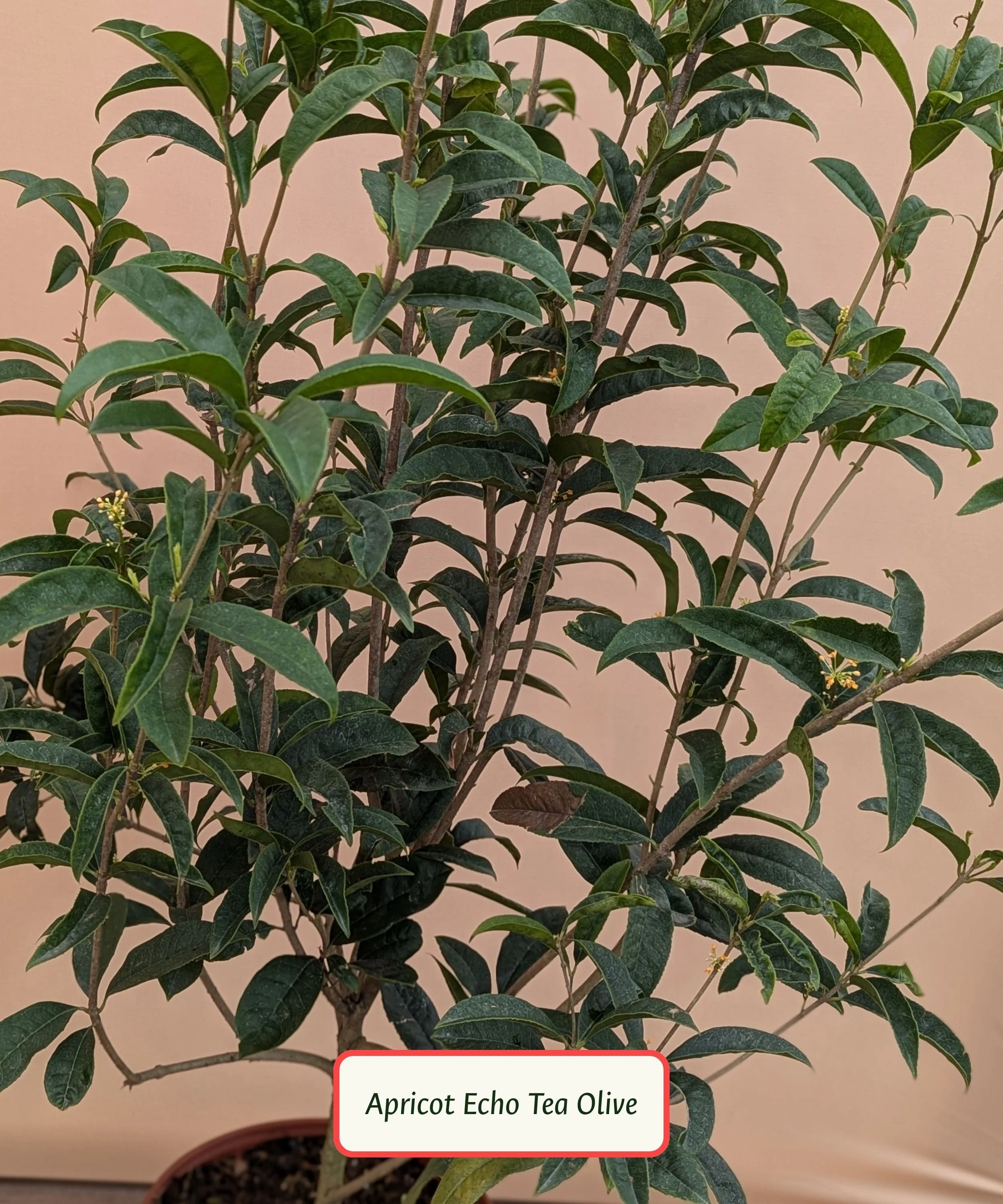 Apricot Echo Tea Olive.jpg