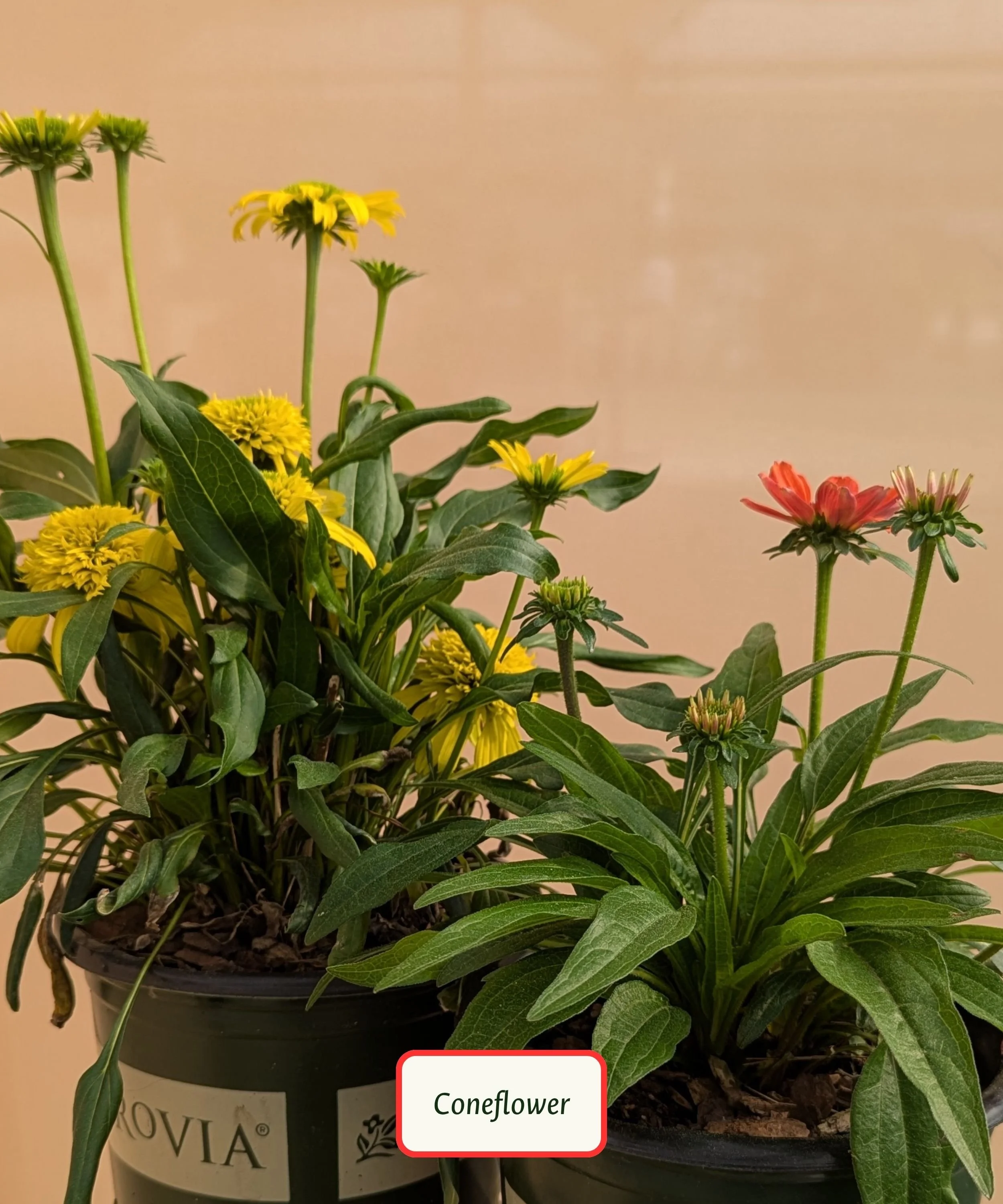 Copy of Plant Library Template (19).jpg