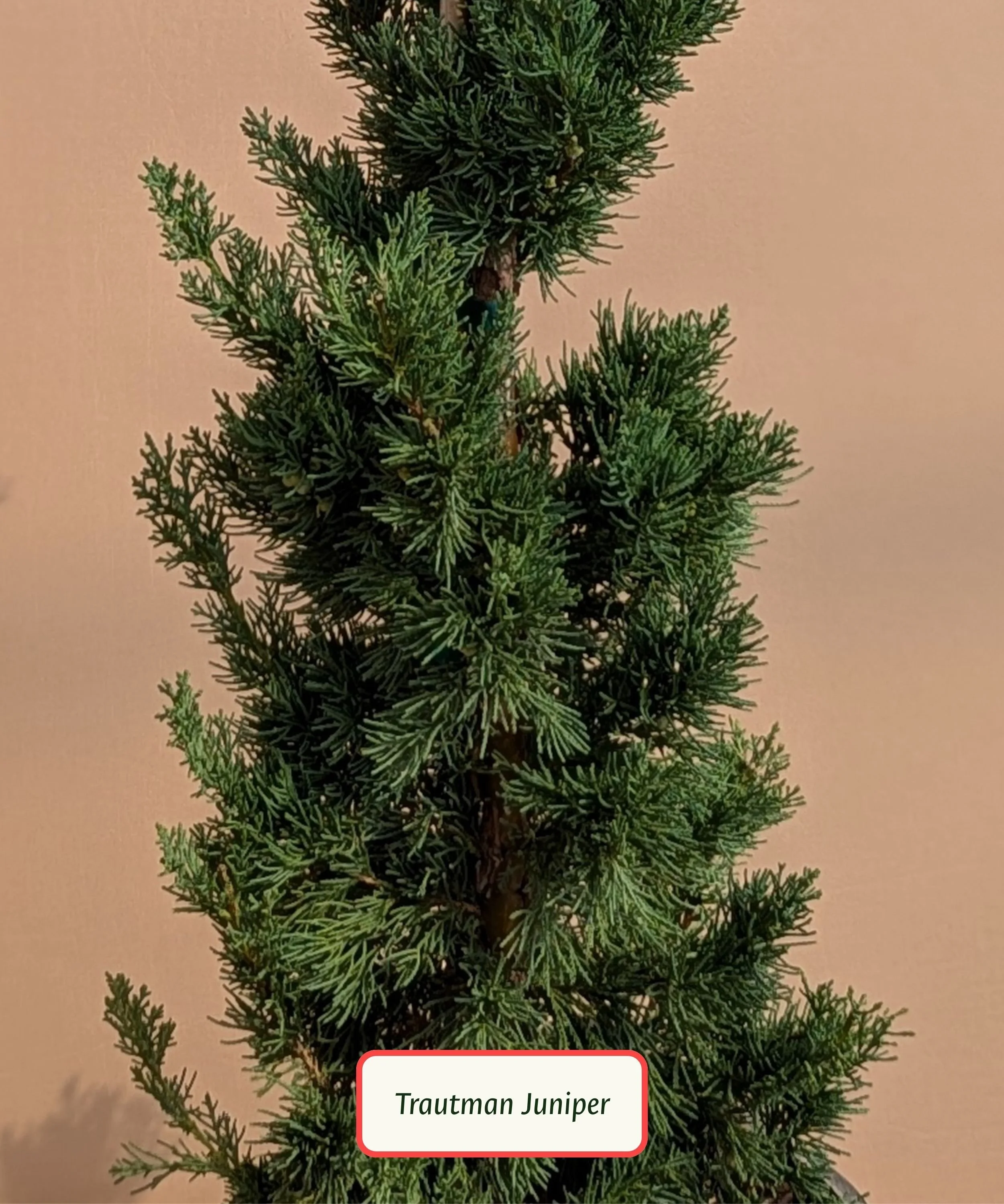 Trautman Juniper.jpg