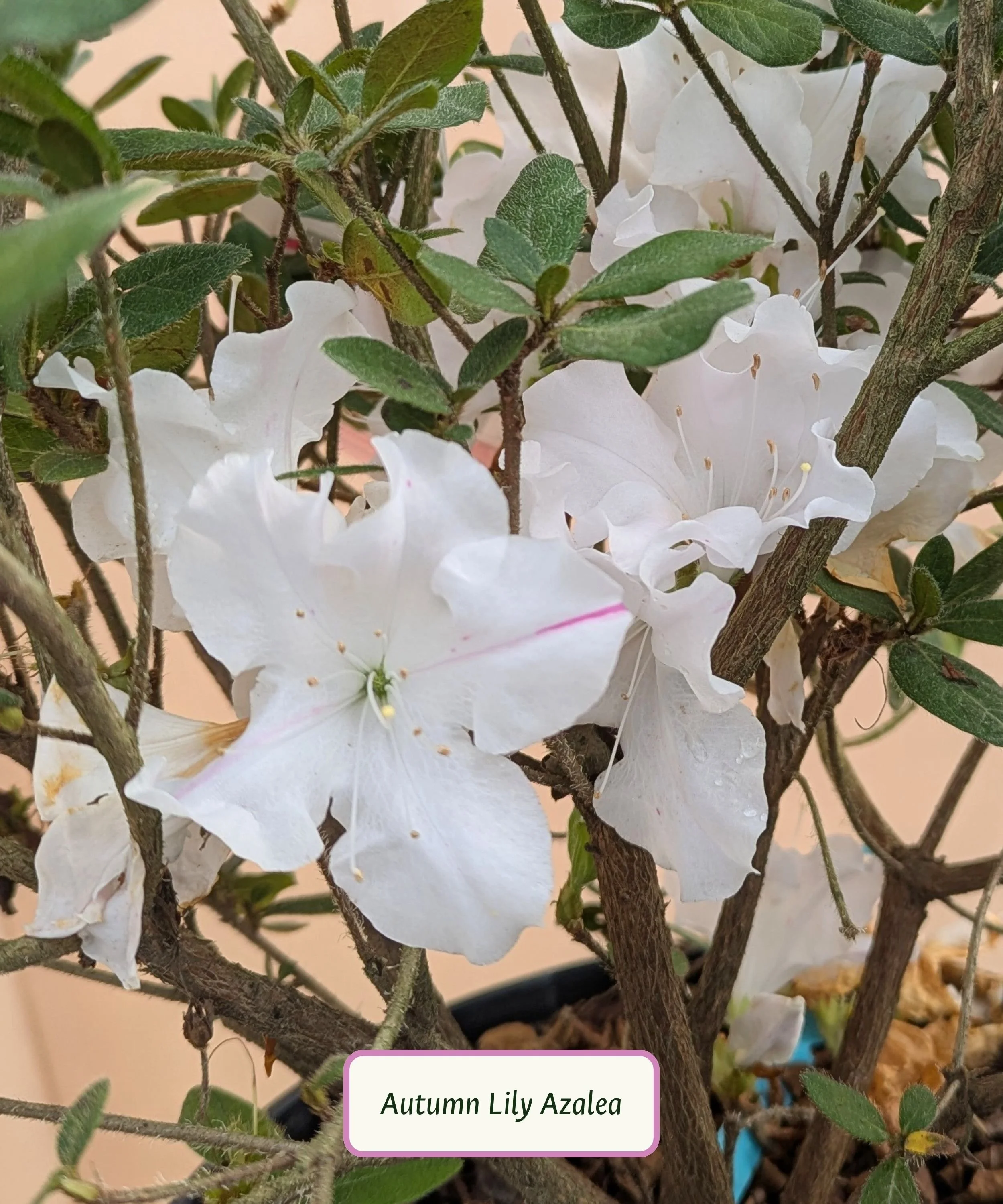 Autumn Lily Azalea.jpg