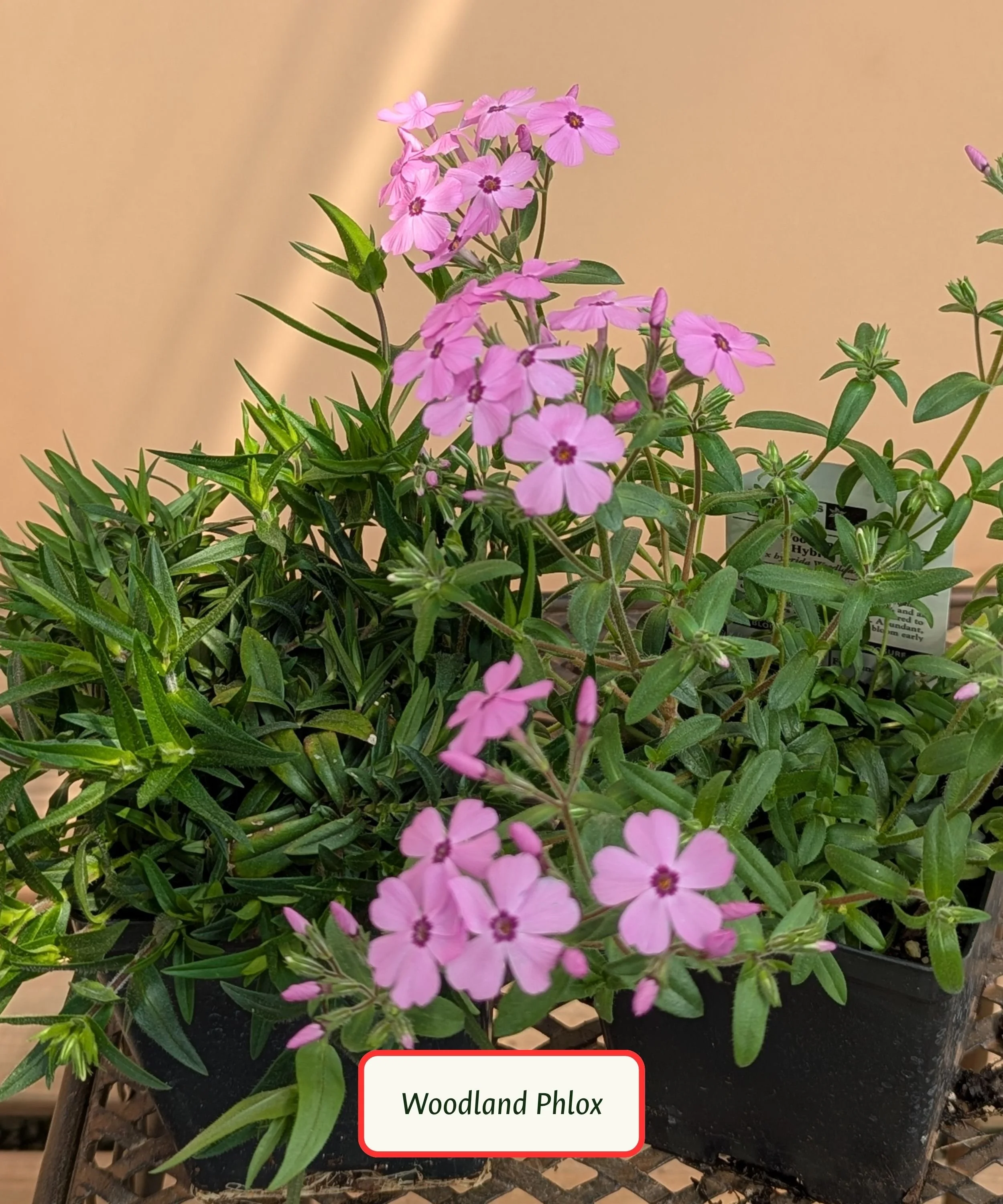 Woodland Phlox