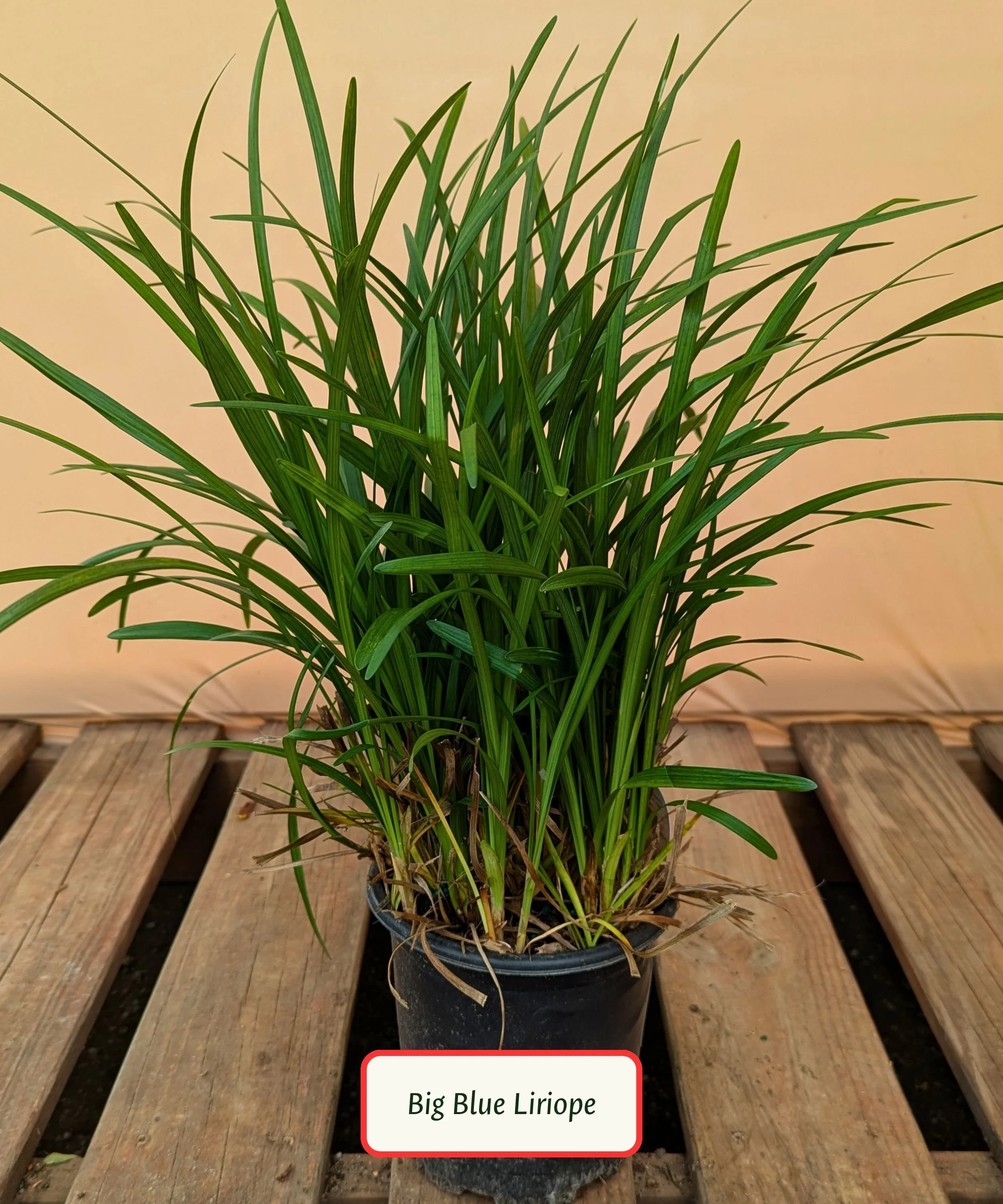 Big Blue Liriope.jpg