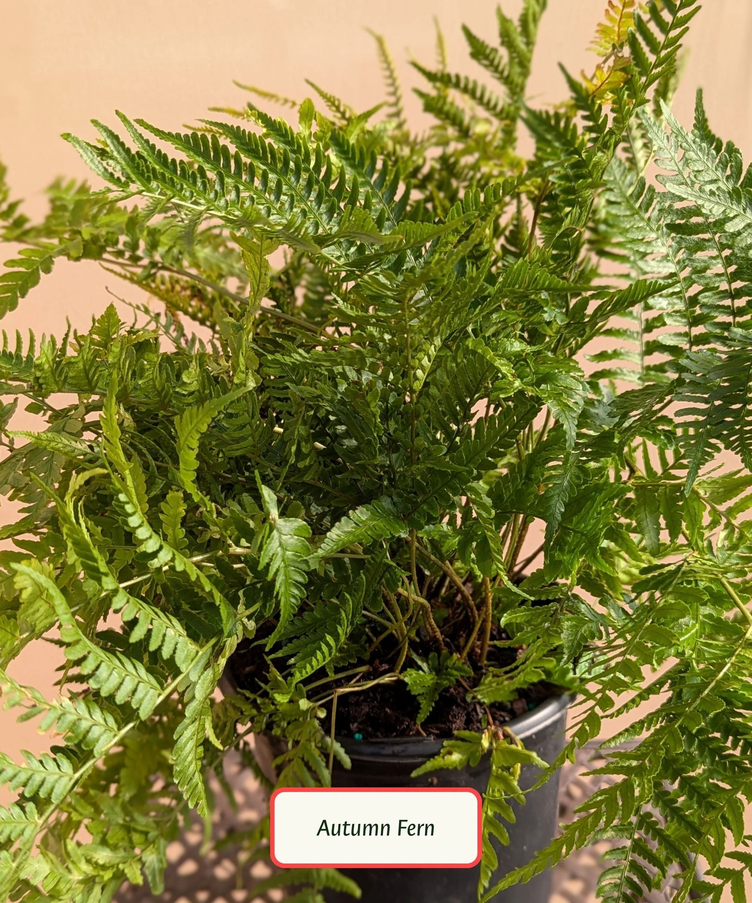 Perennial Ferns