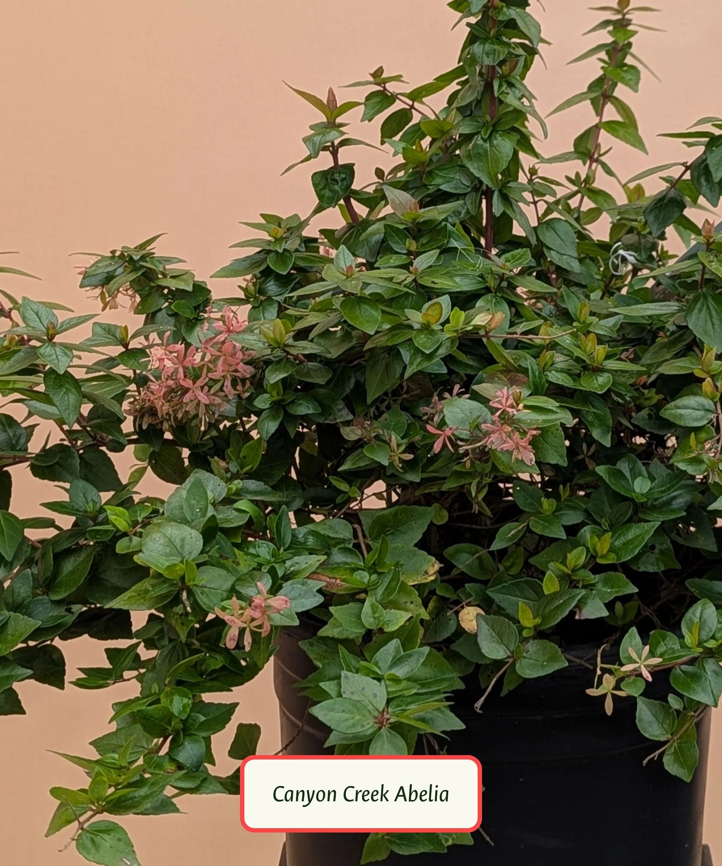 Canyon Creek Abelia.jpg