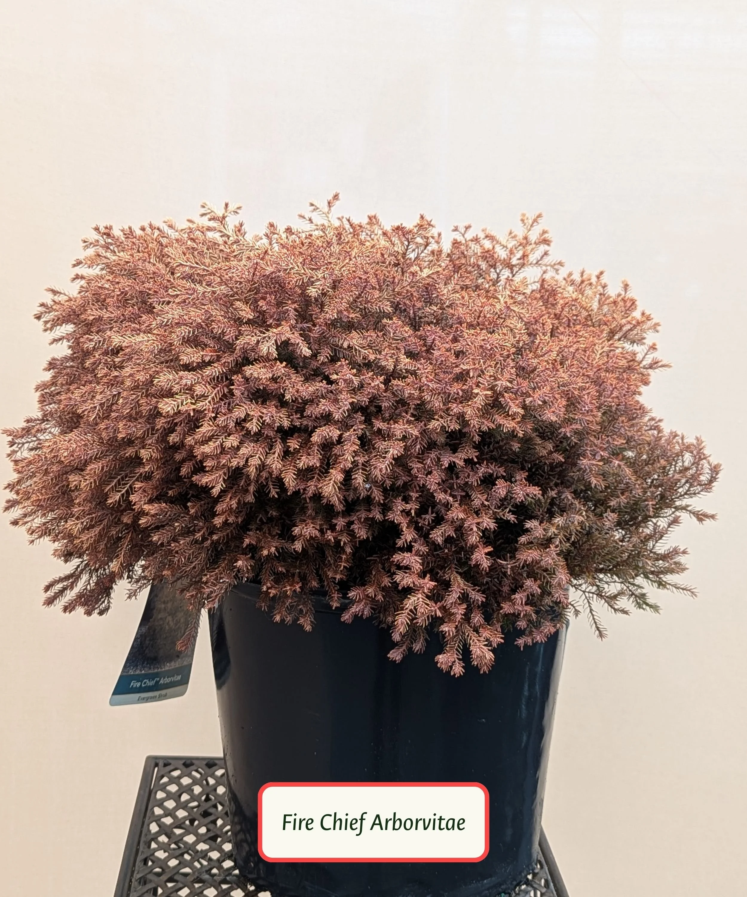 Fire Chief Arborvitae.jpg