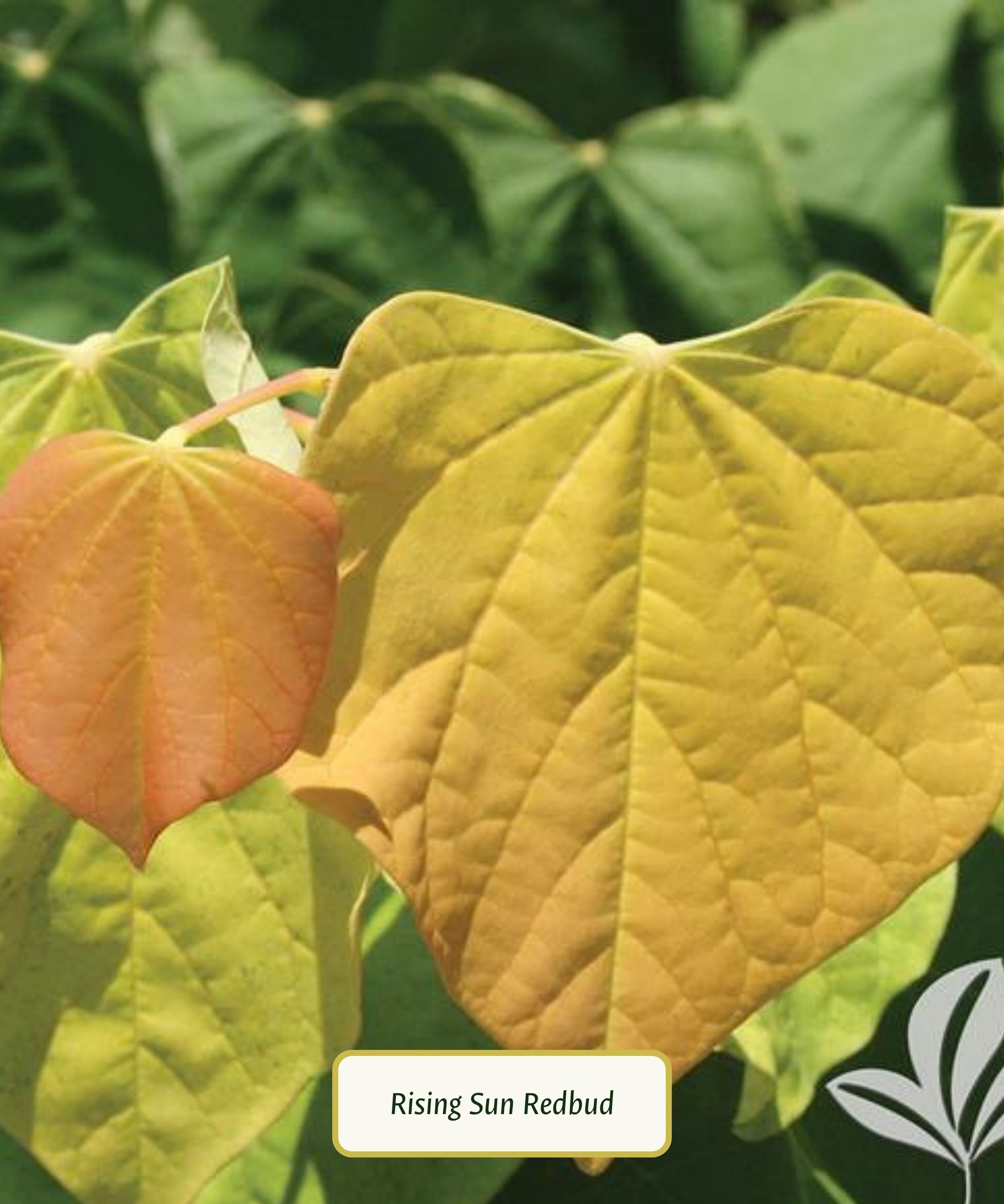 Plant Library Template (14).jpg