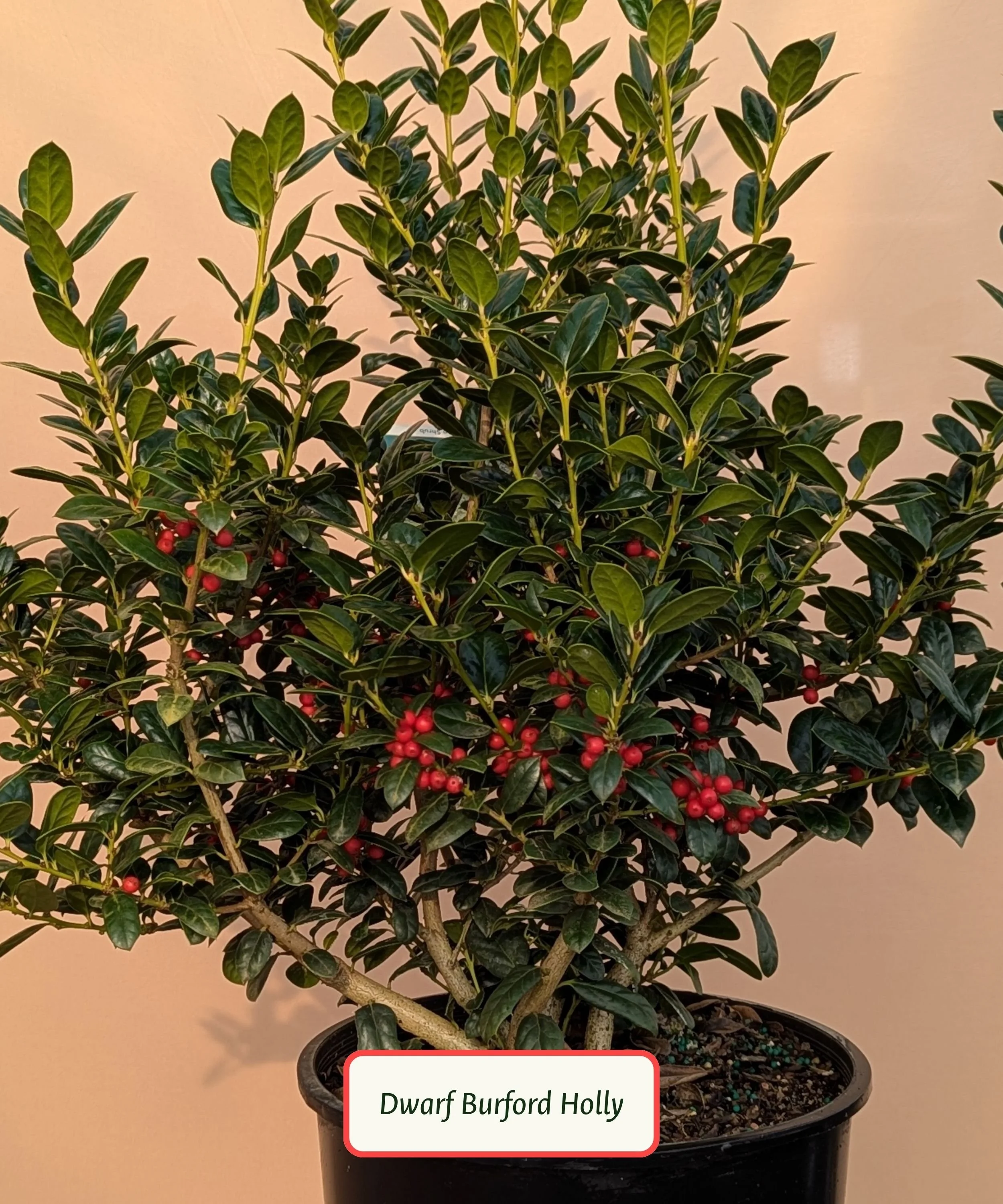 Chinese Holly