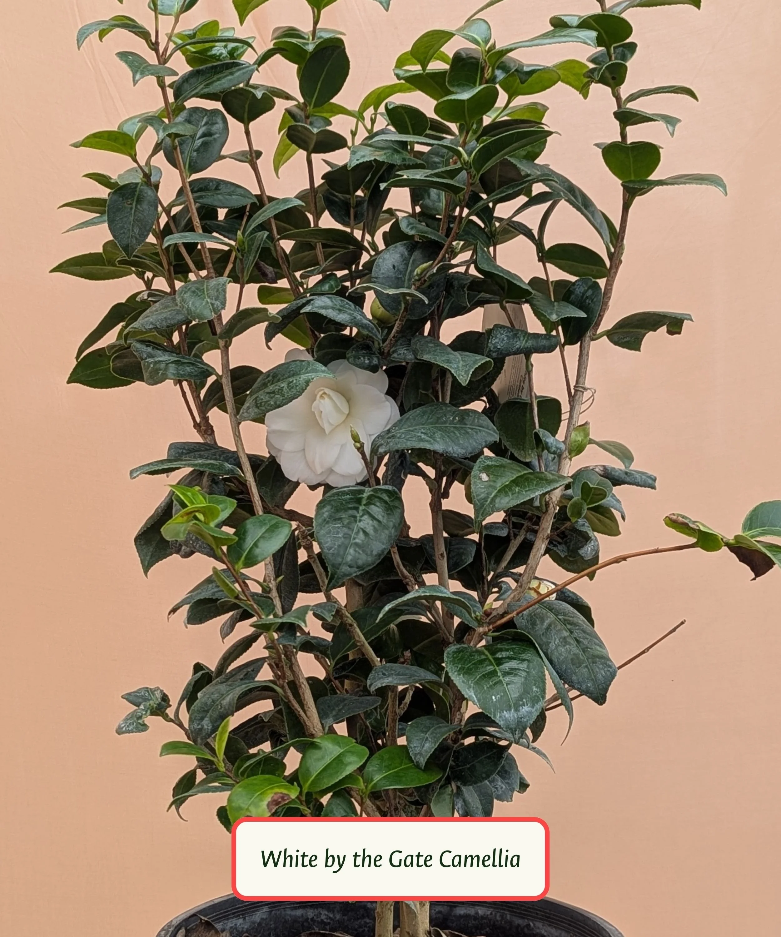 White by the Gate Camellia.jpg