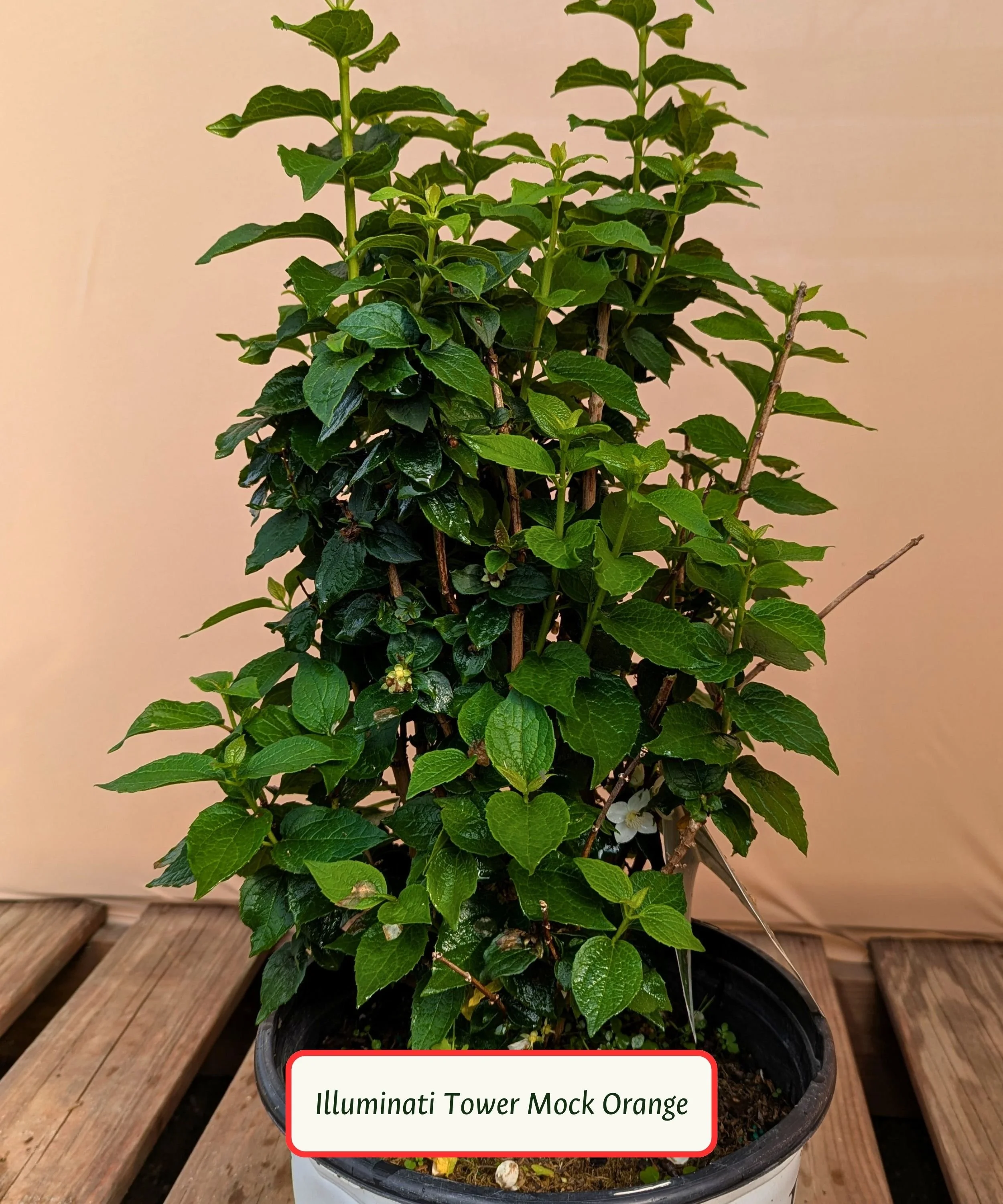 Illuminati Tower Mock Orange.jpg