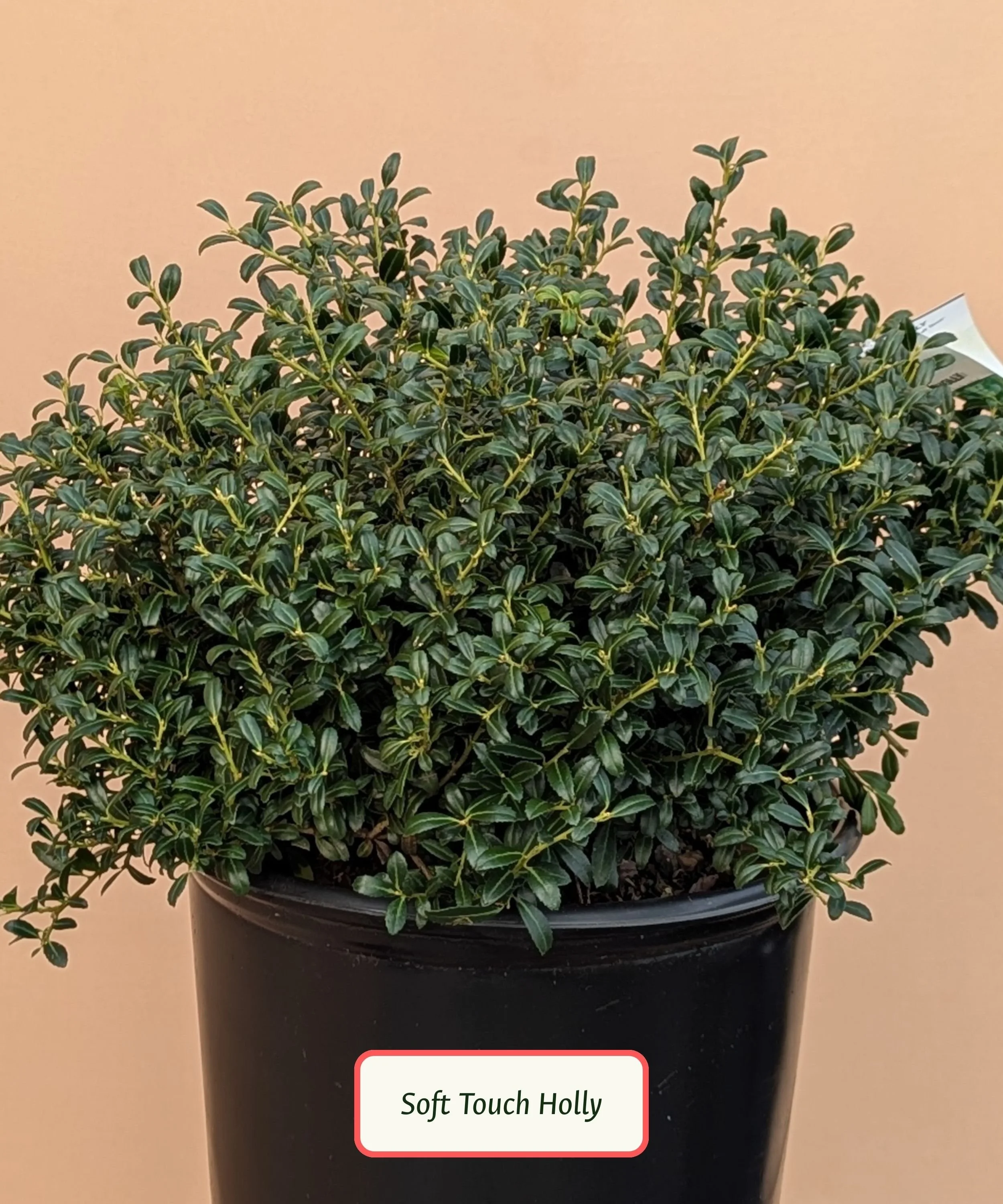 Copy of Plant Library Template.jpg