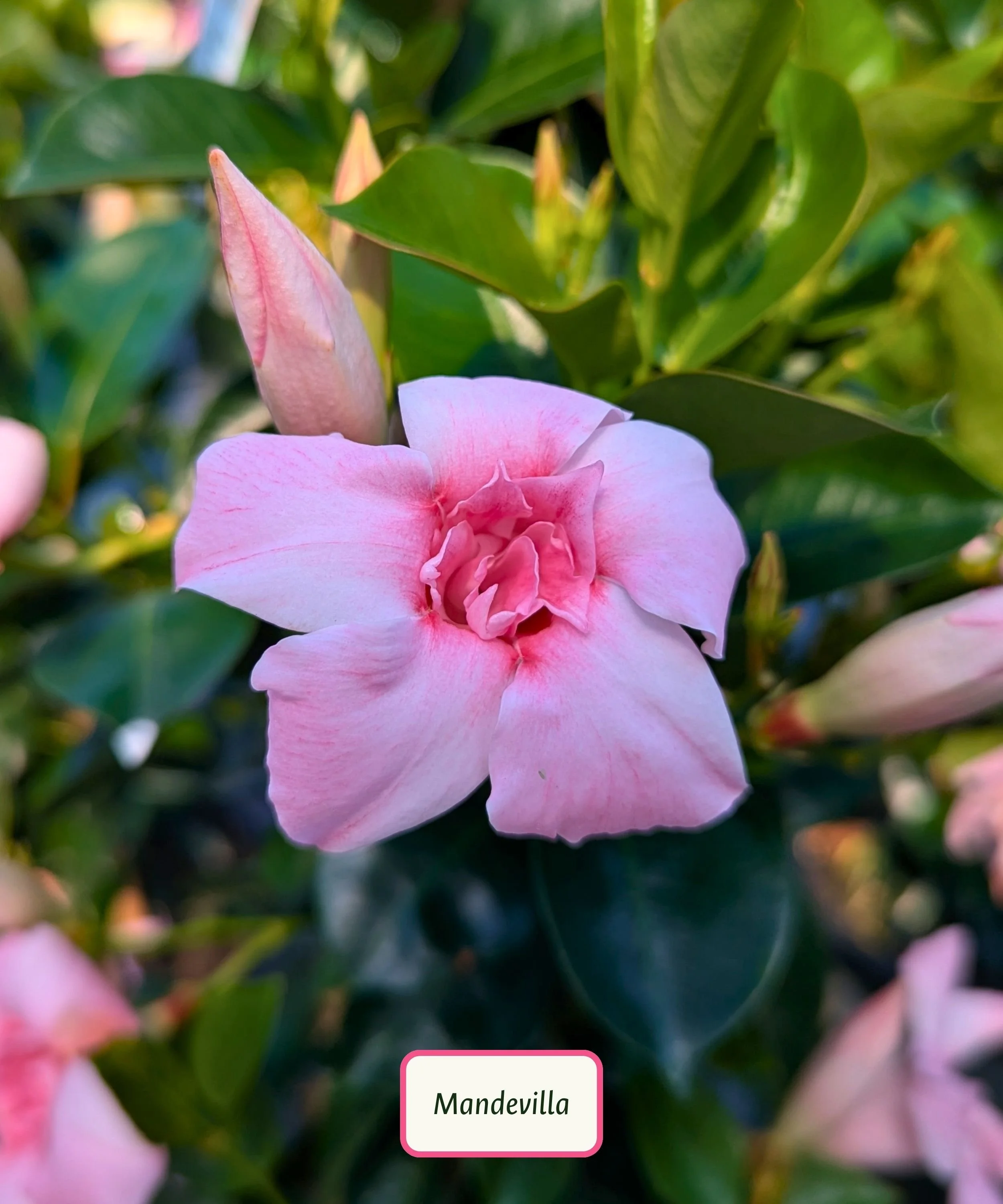 Sun Parasol Original XP Double Pink Blush Mandevilla.jpg