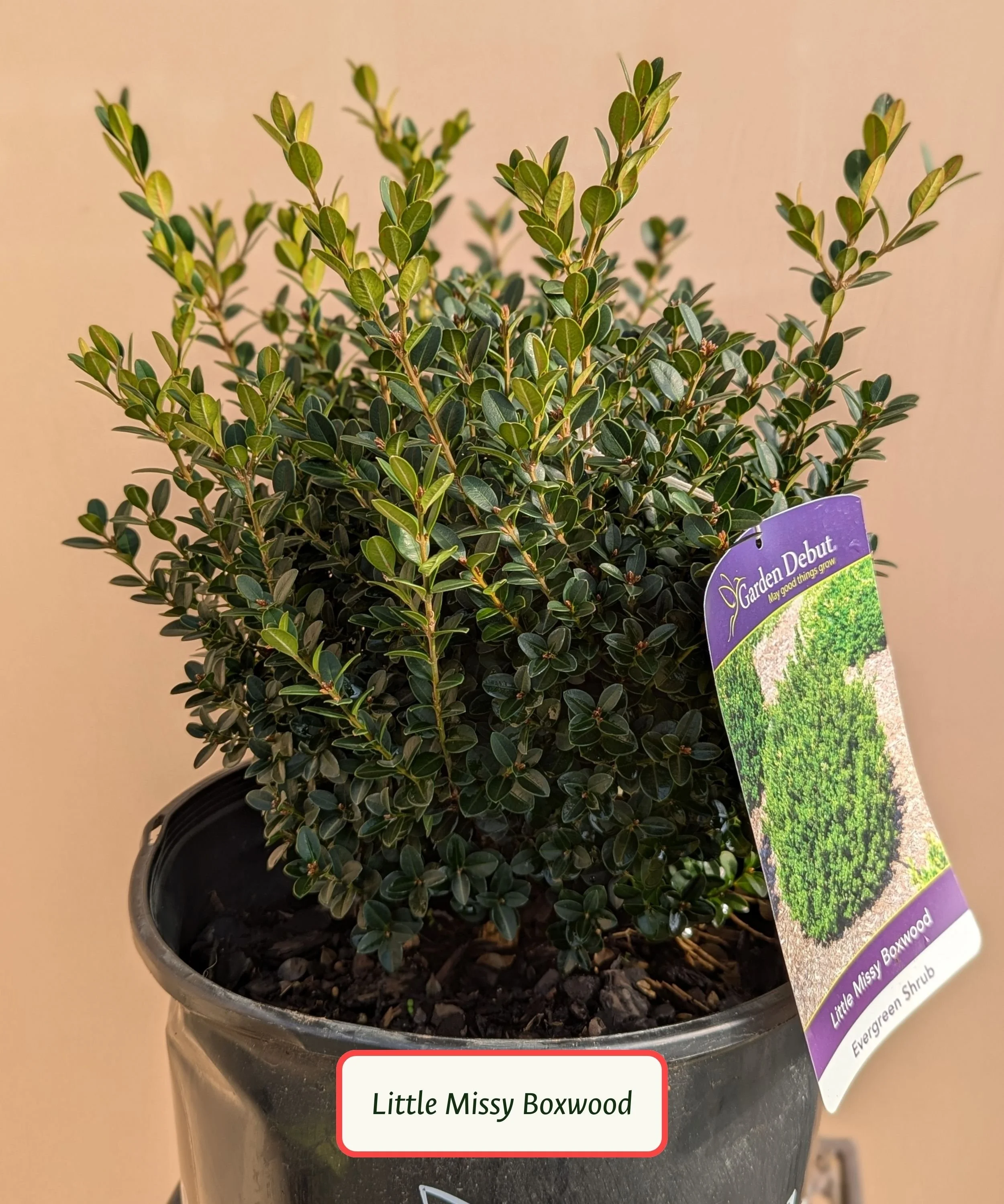Little Missy Boxwood.jpg